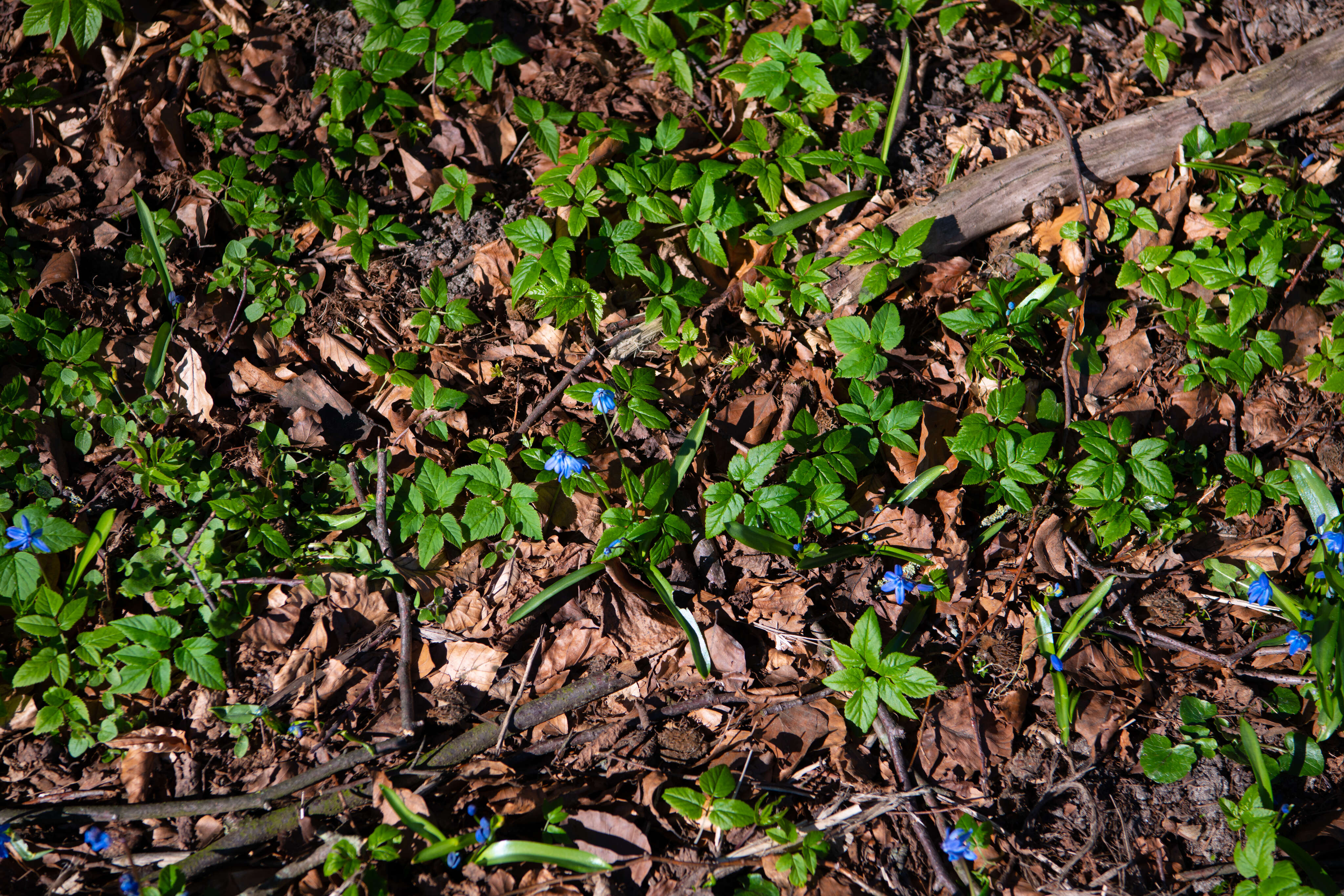 Green and Blue