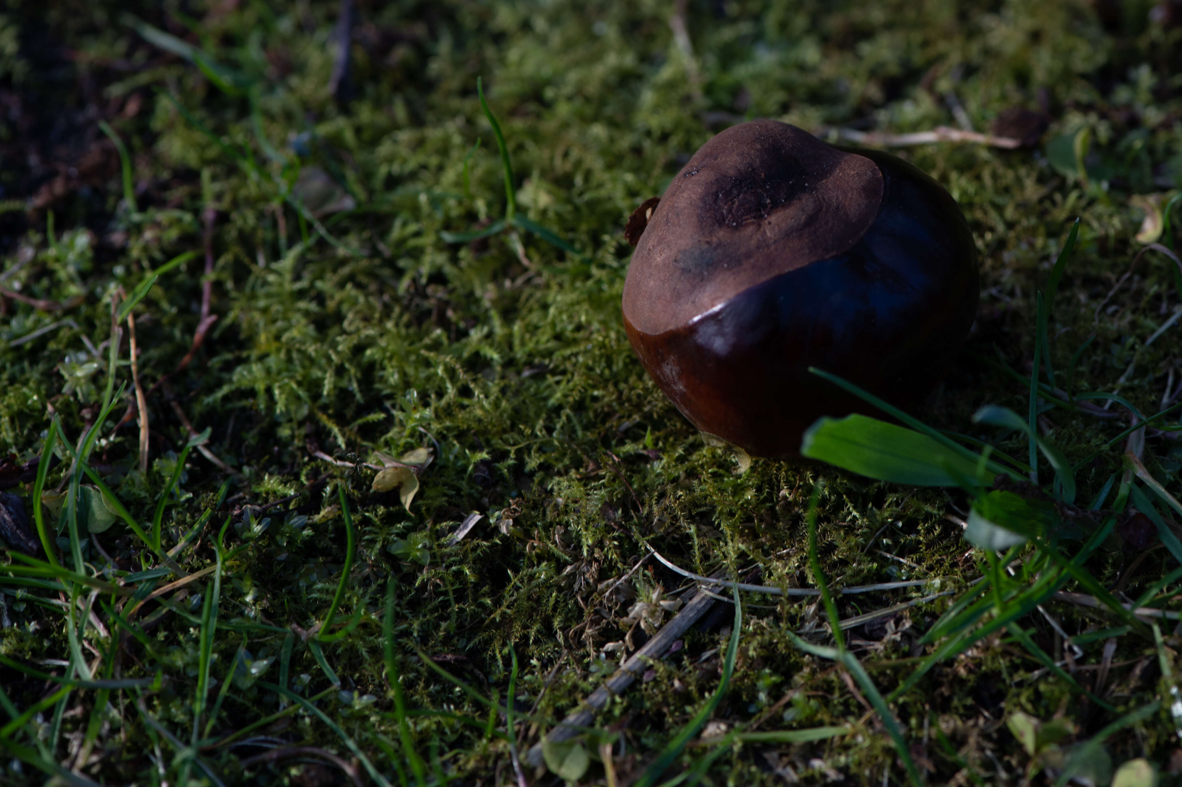 Chestnut
