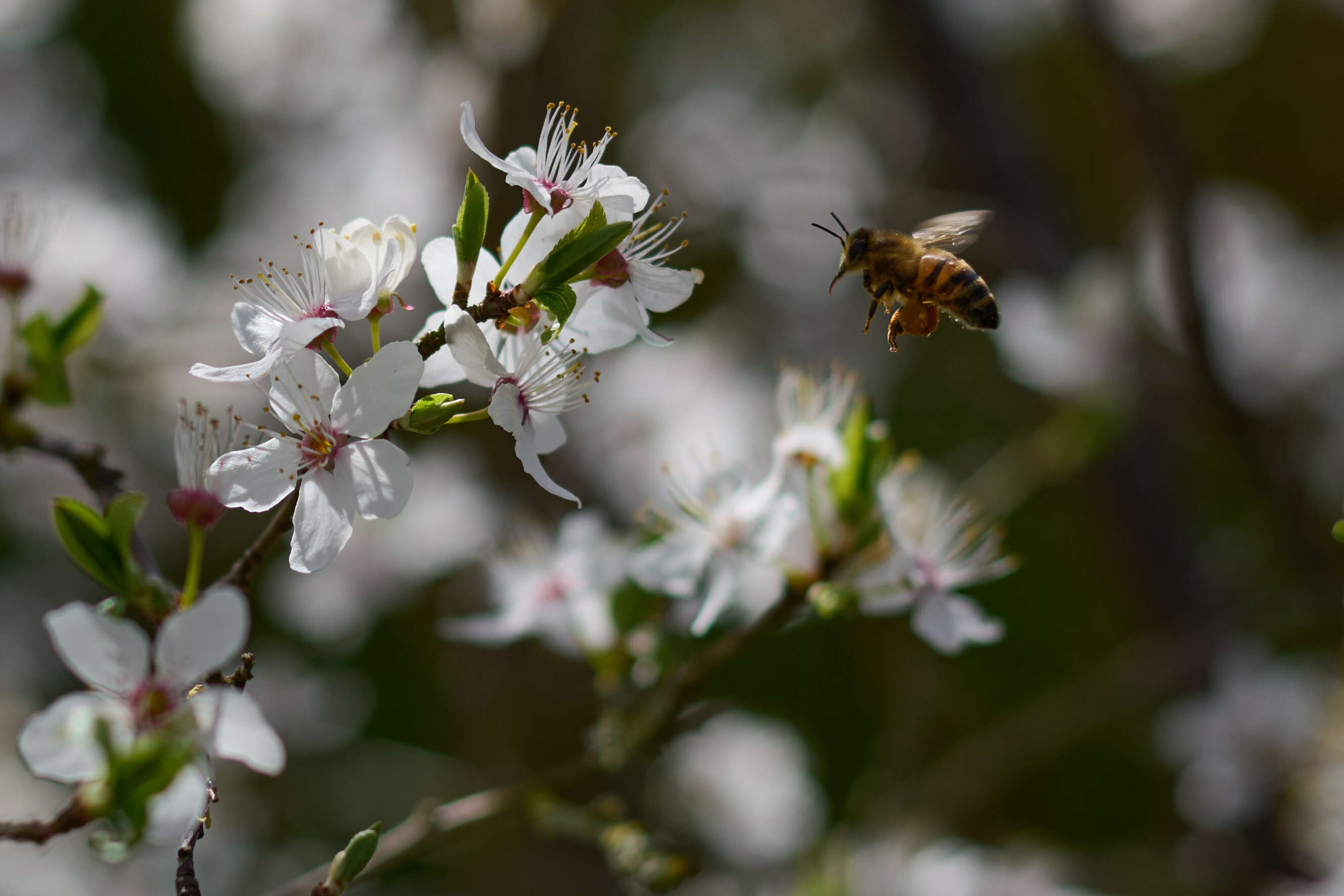 What will it bee?