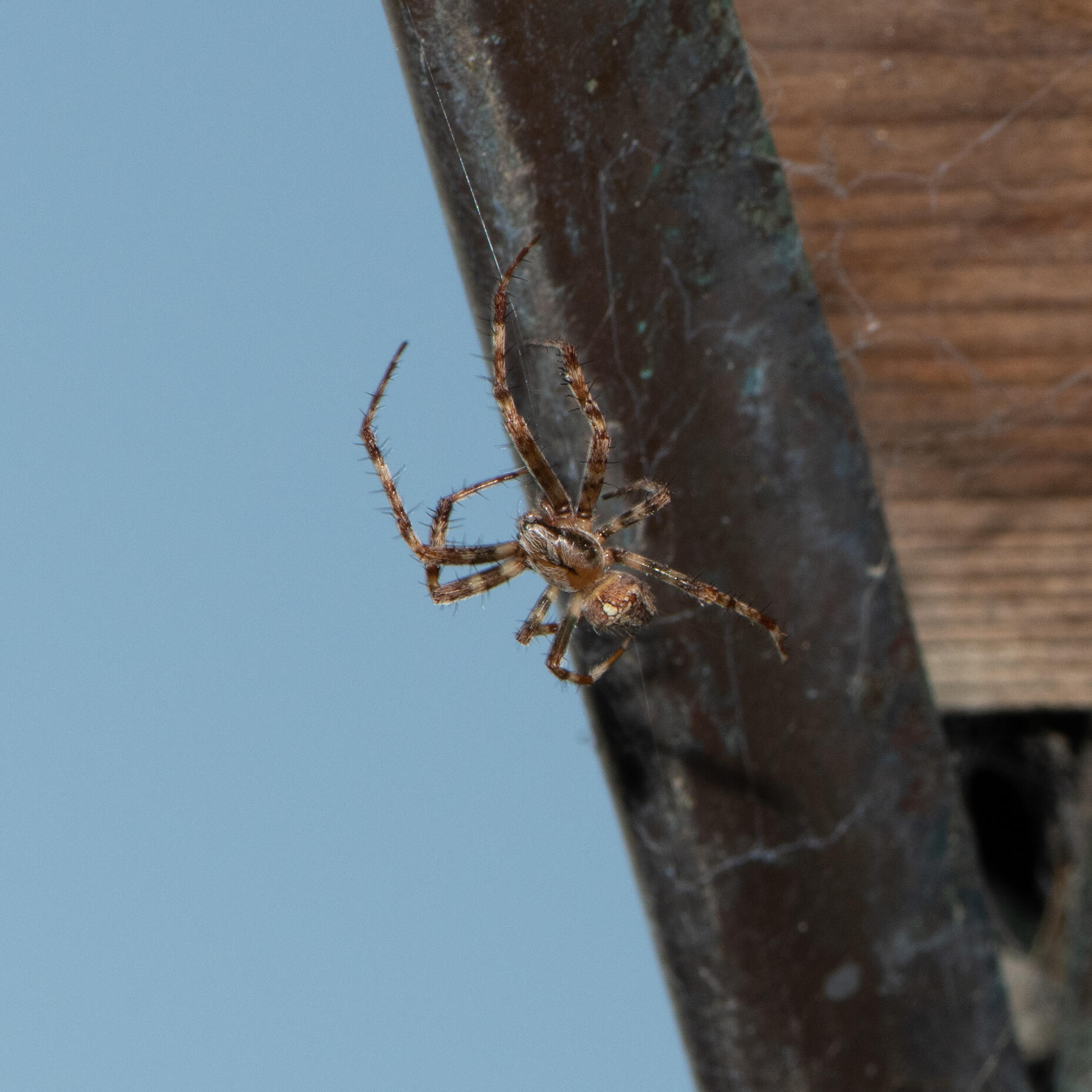 Climber