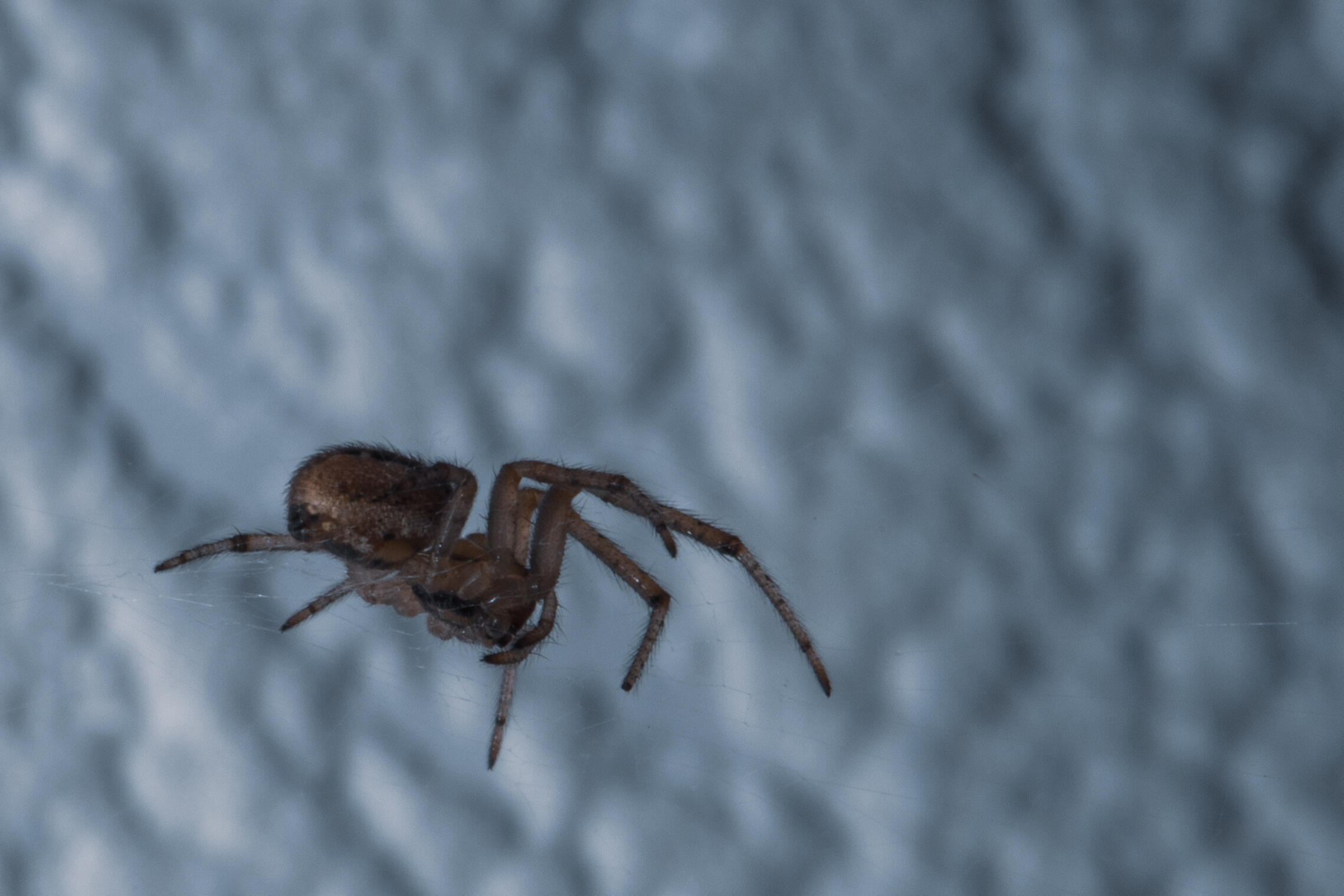 Artic Spider