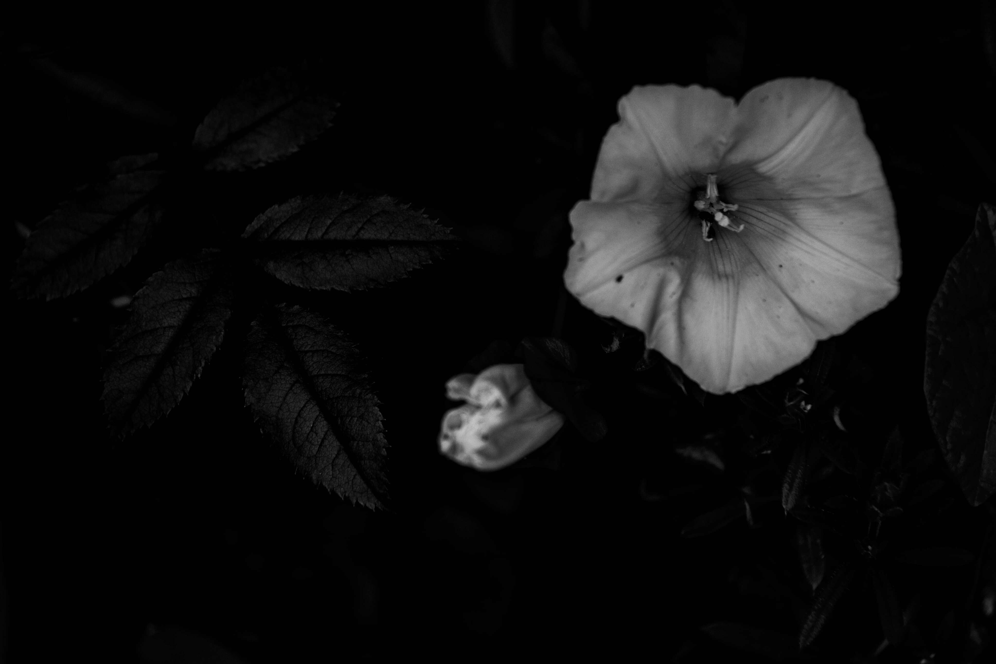 On the Nature of Hope