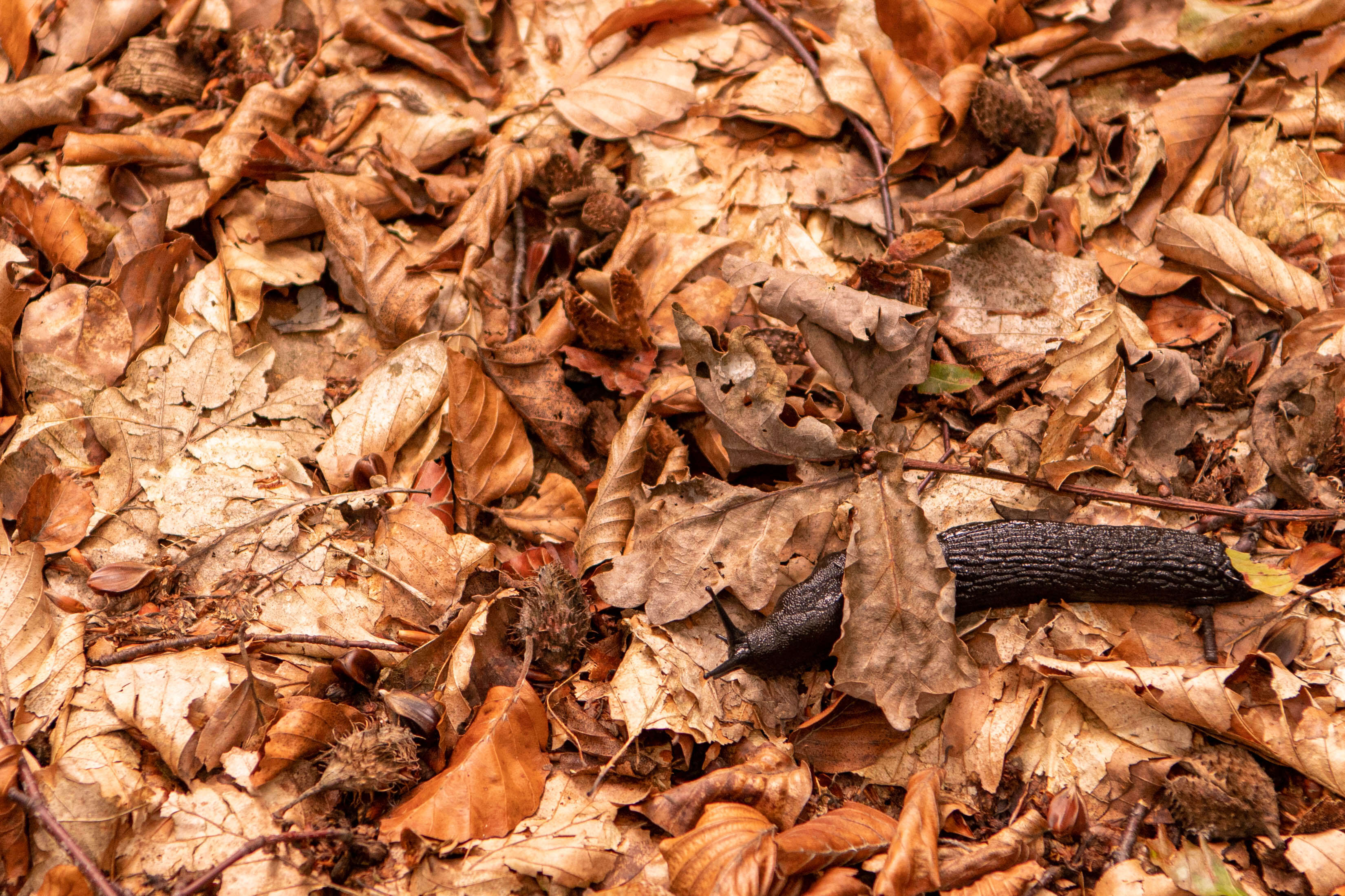 Sluggish
