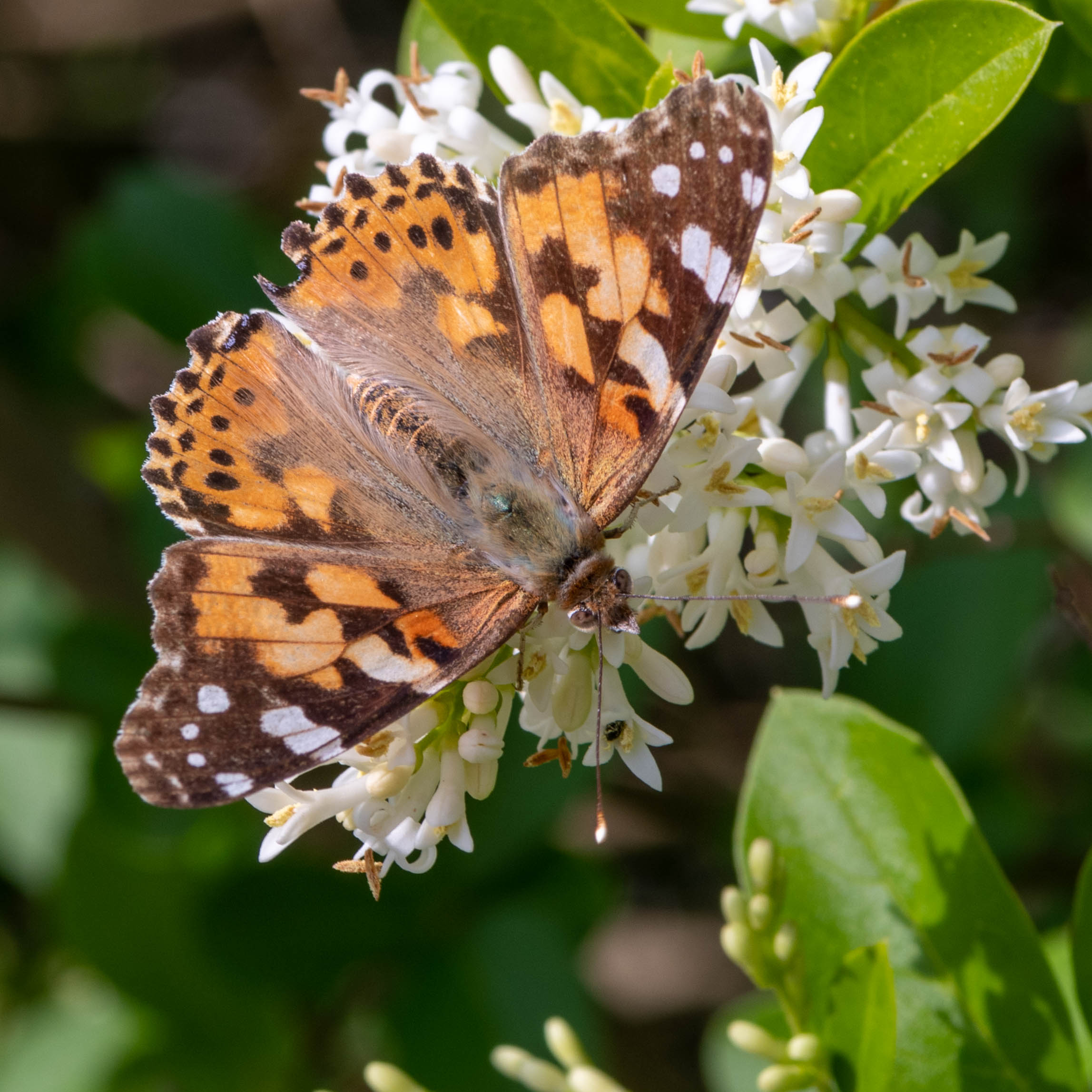Schmetterling