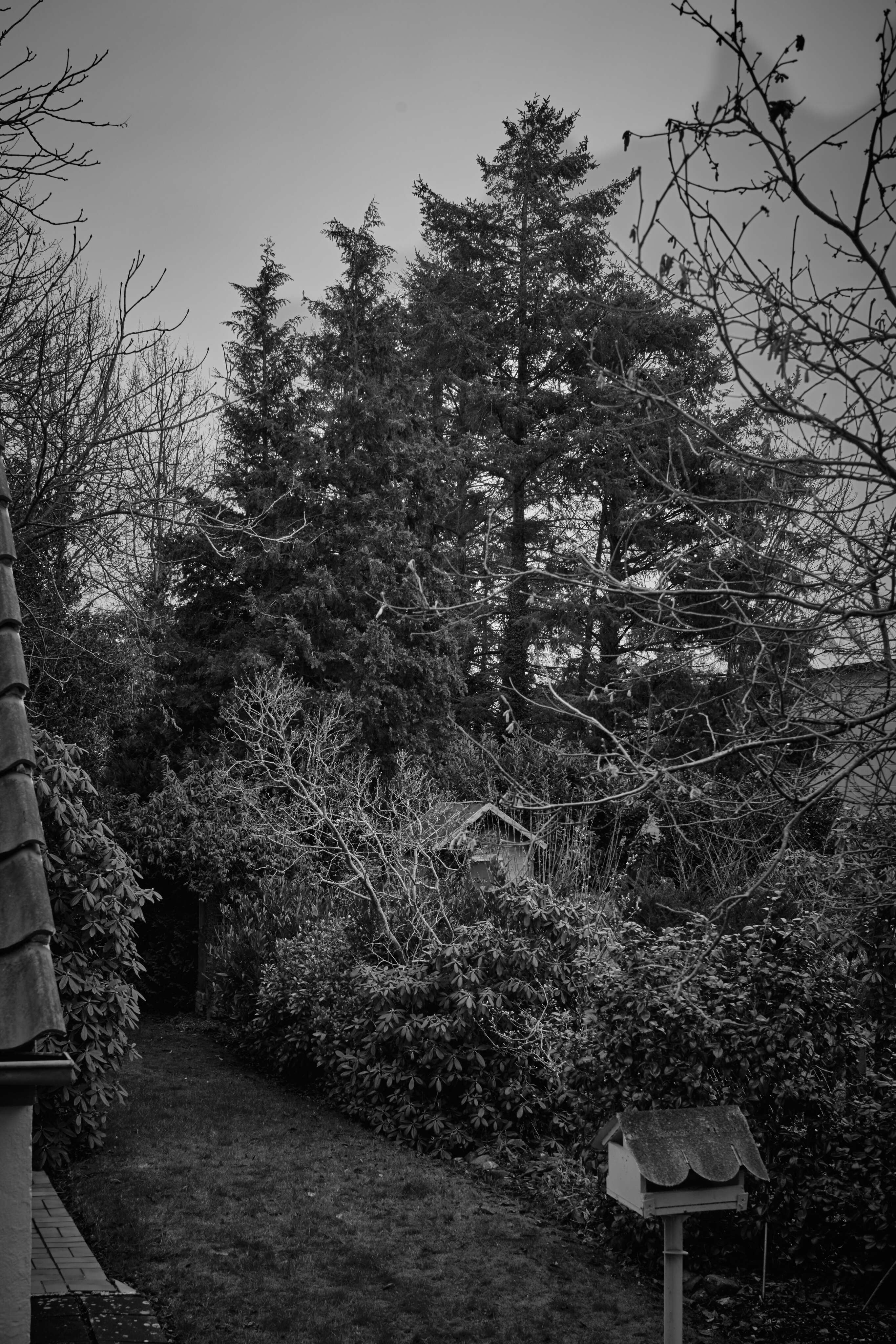 Tree of Christmas Past