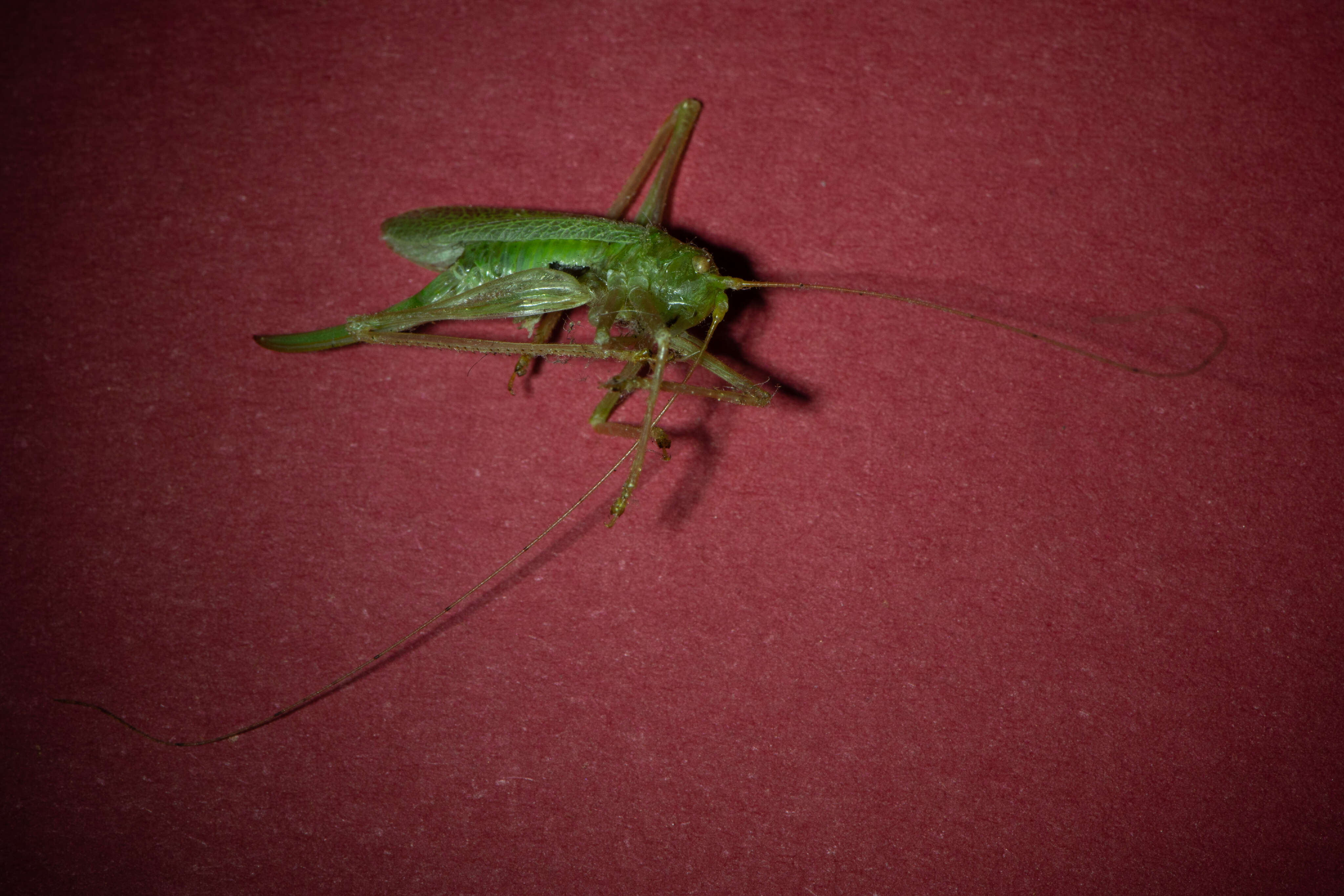 Grassnohopper