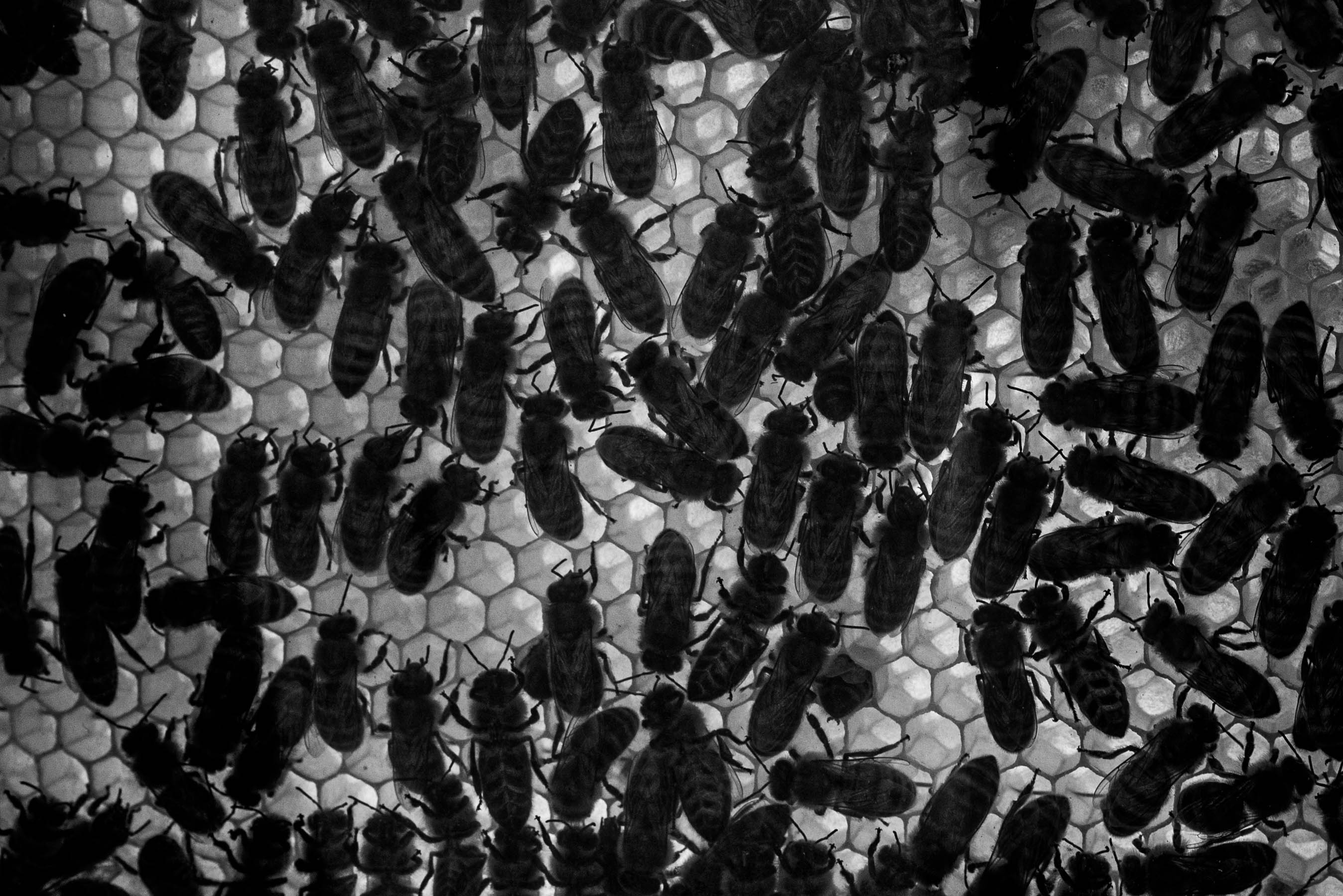 Hivemind