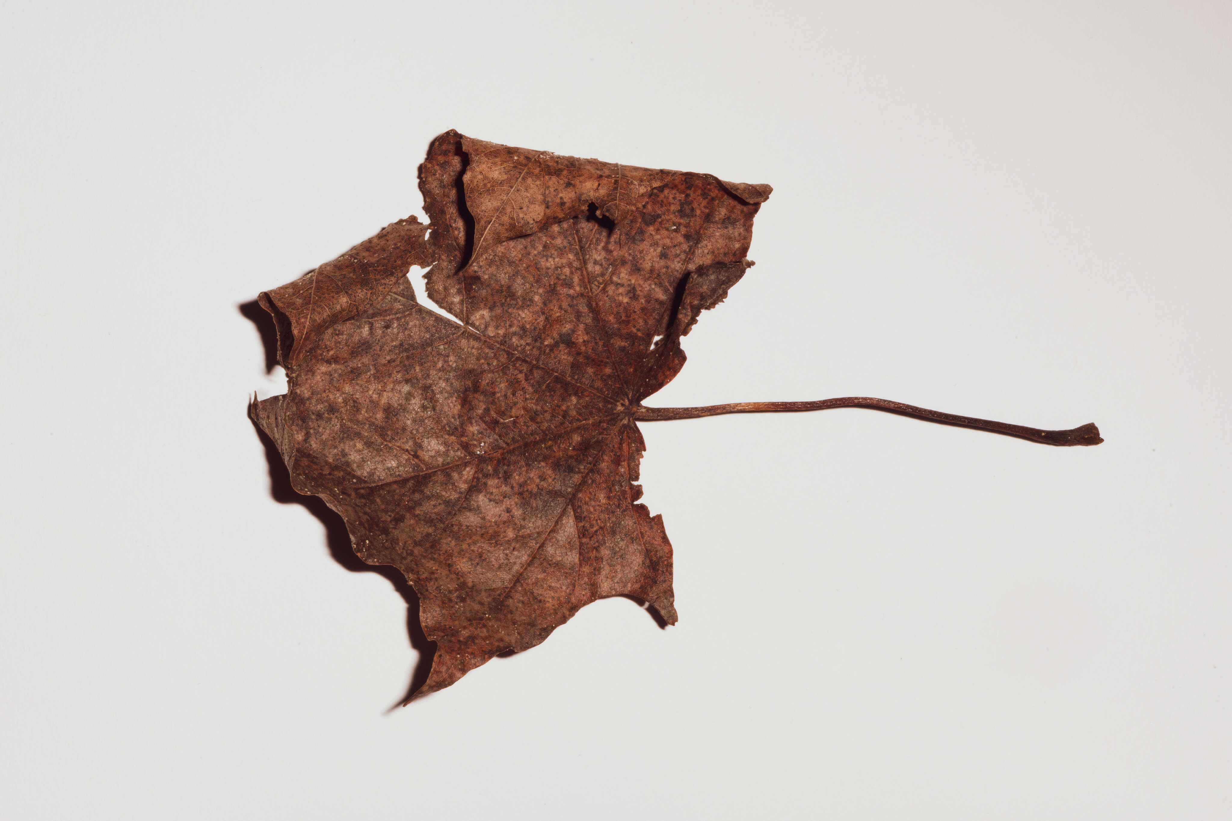 Ein Blatt