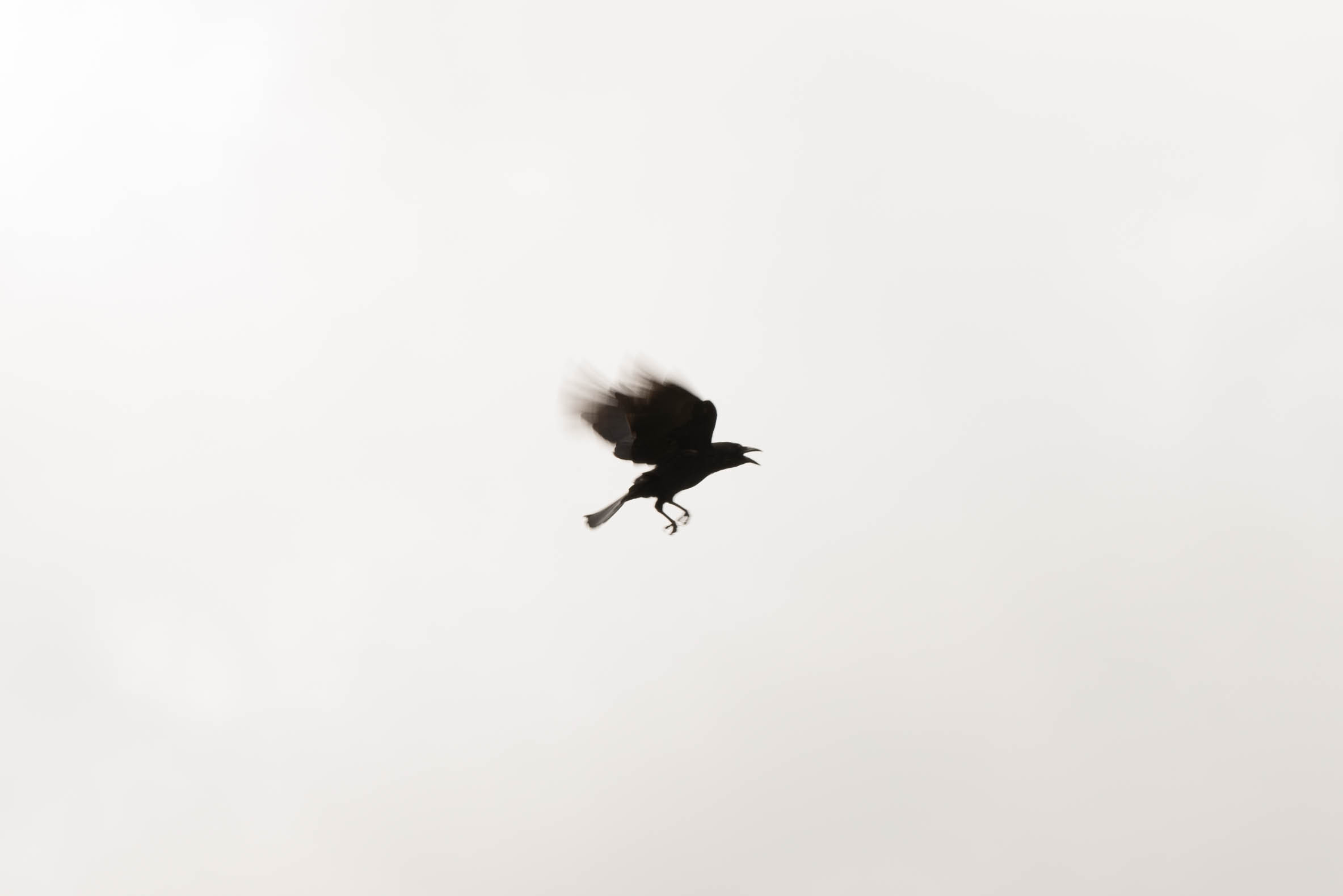 Crow