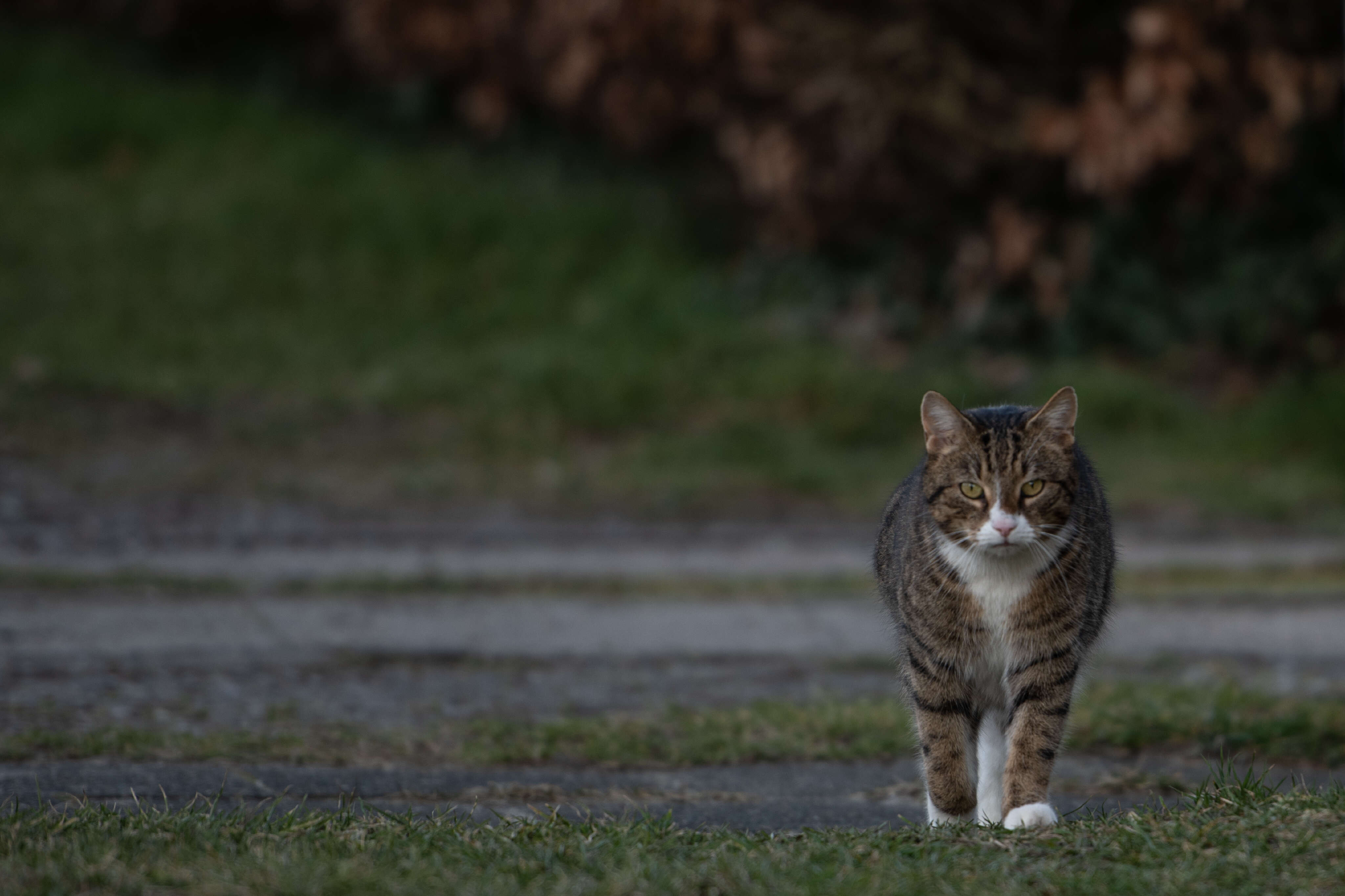 Prowler