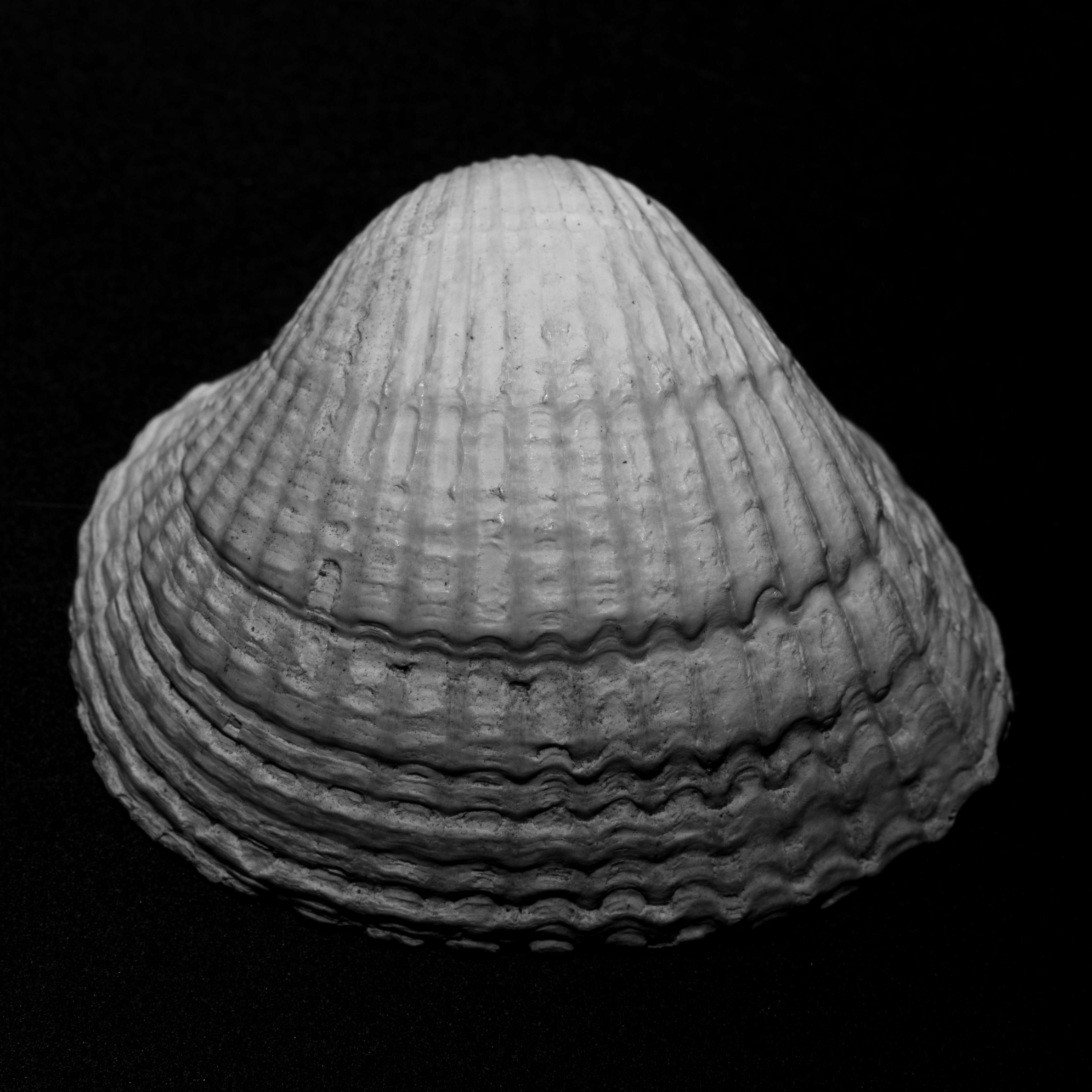 Shell