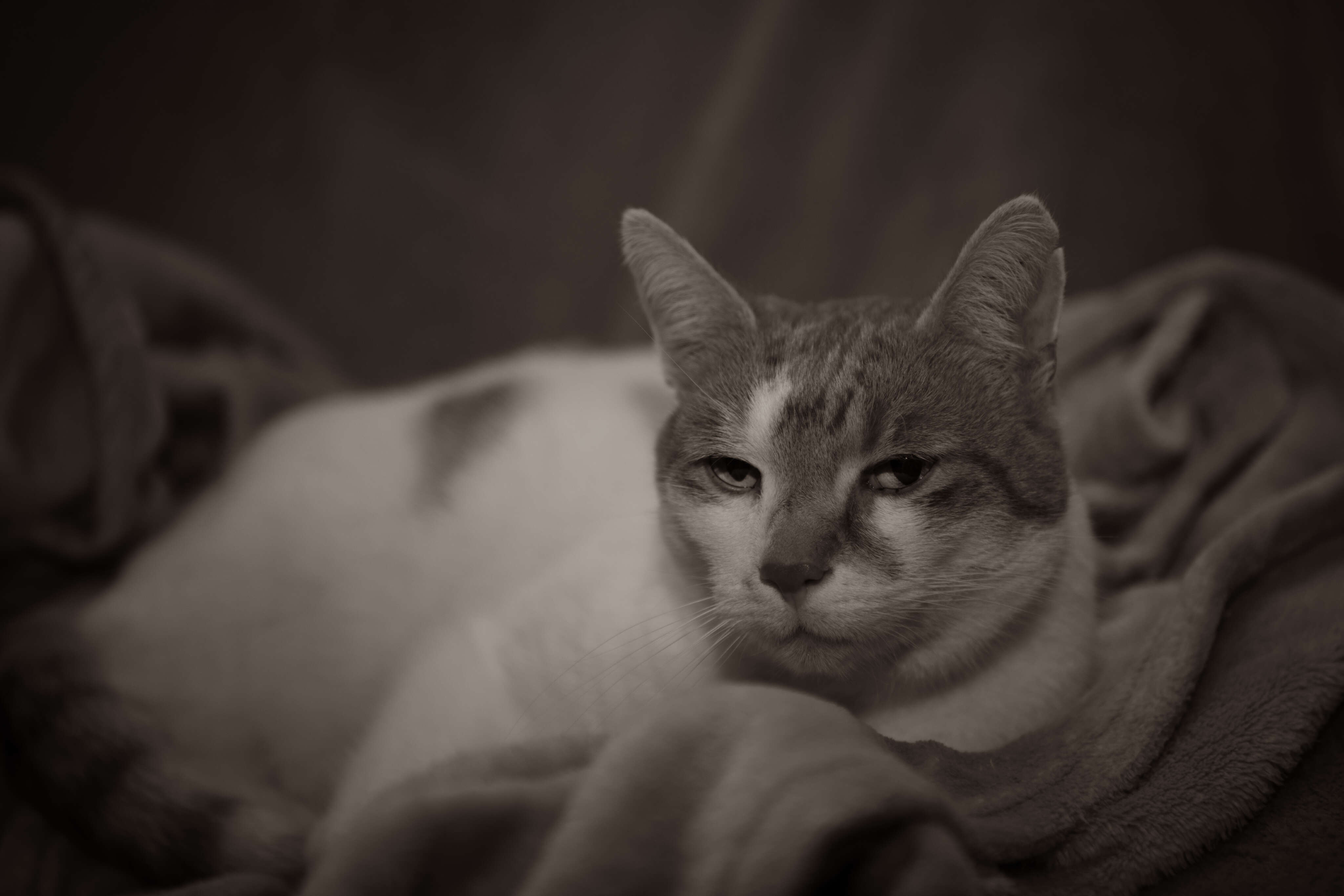 Catster