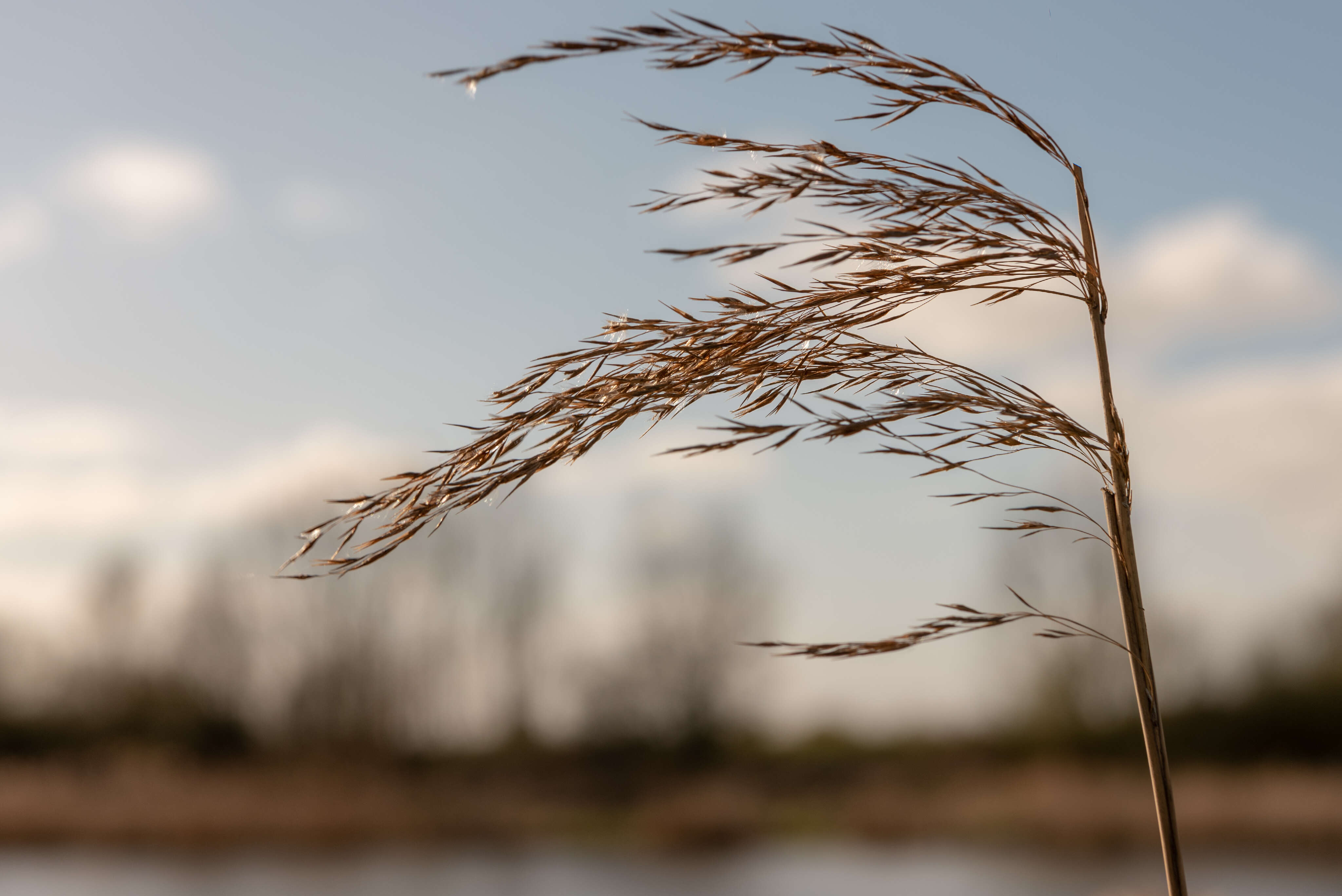 Seeds