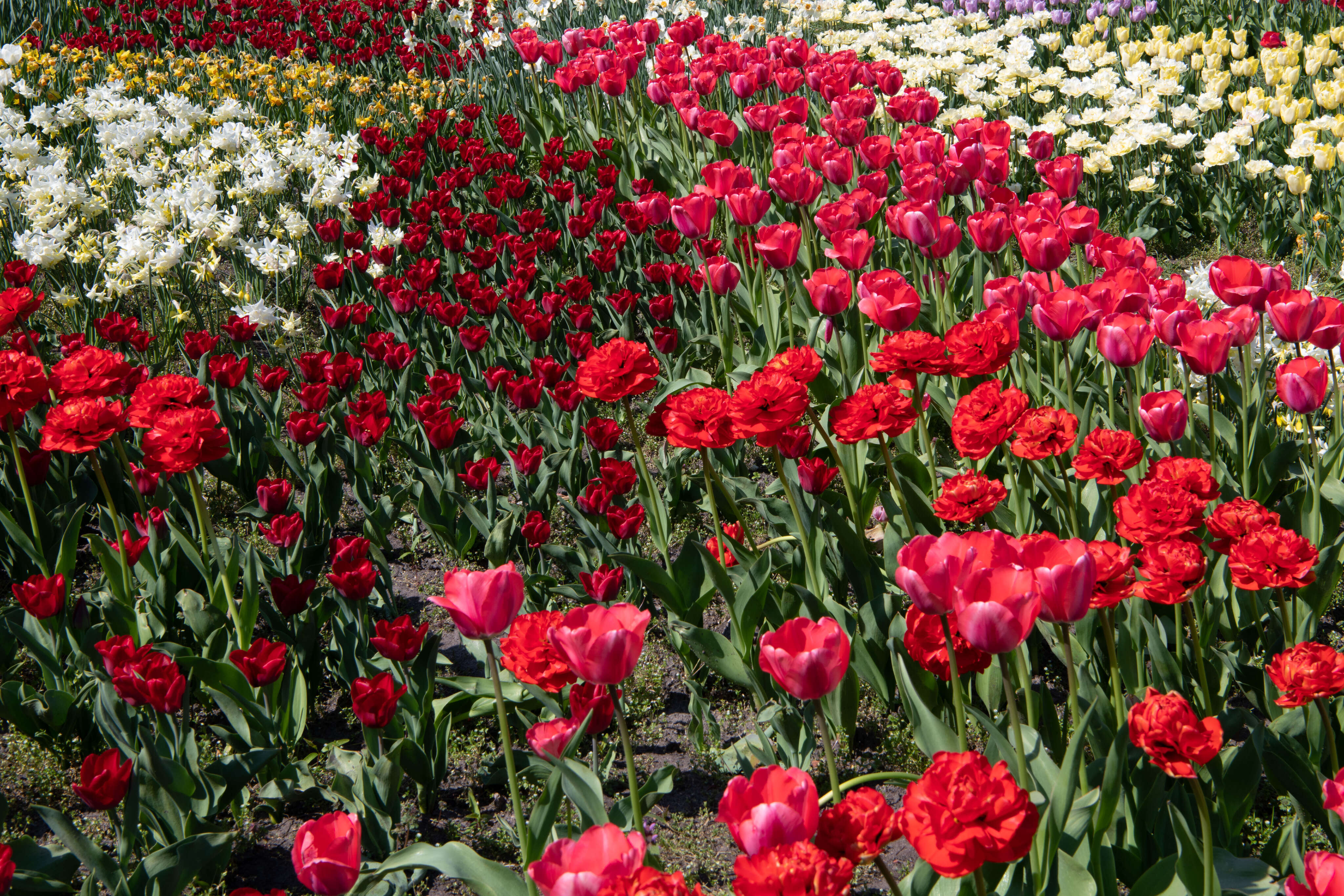 Colour