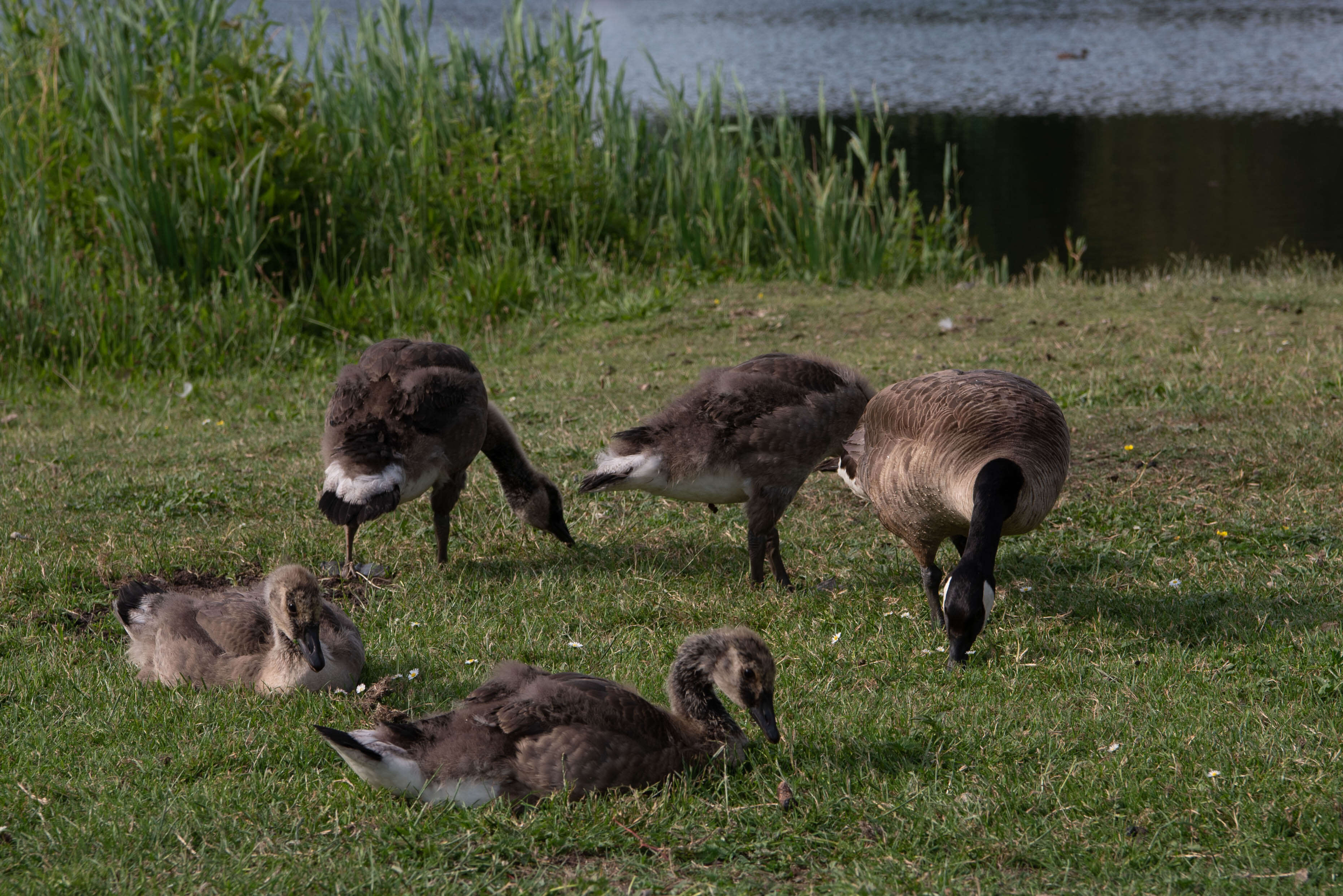 Duck, Duck, ...