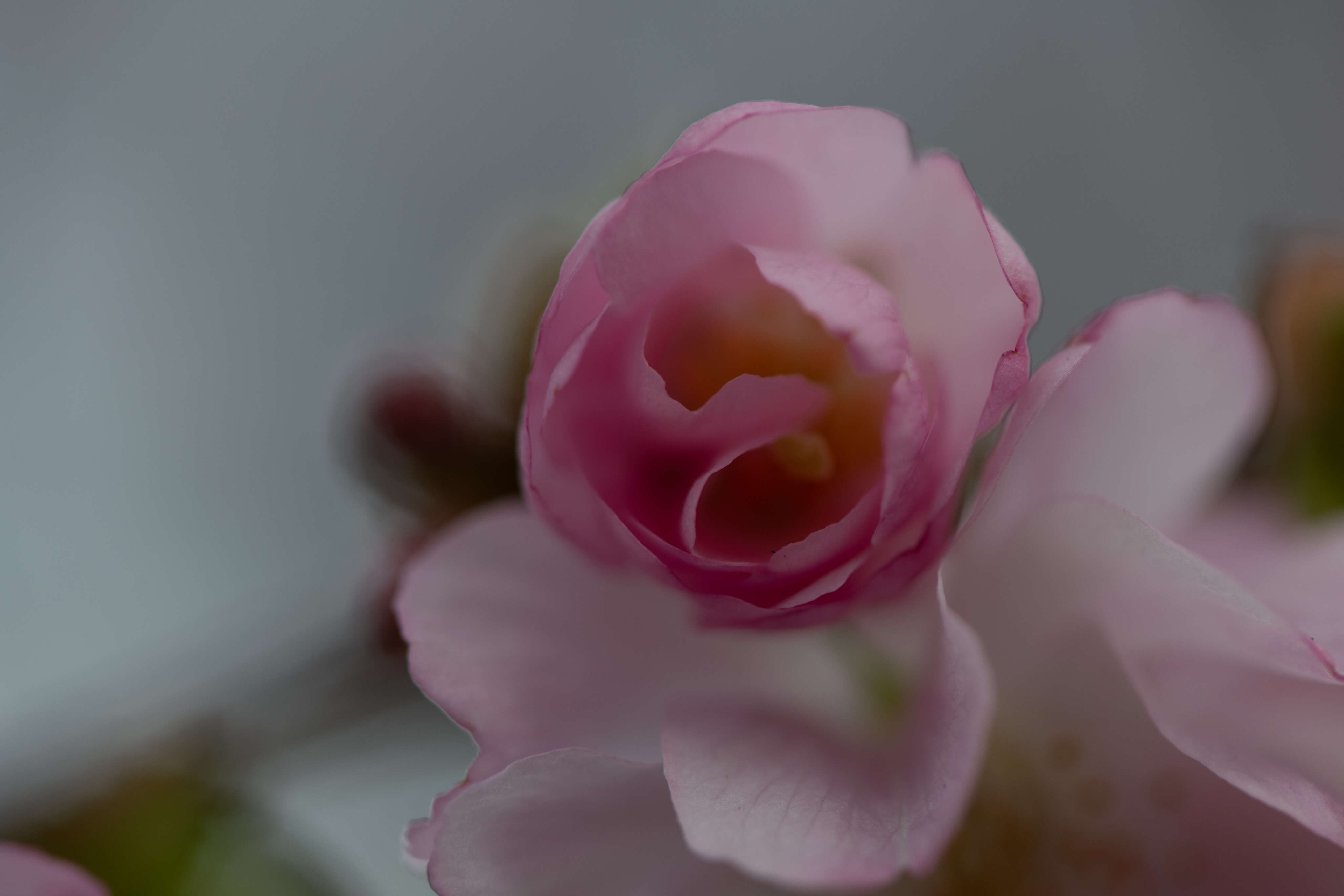 Abundance