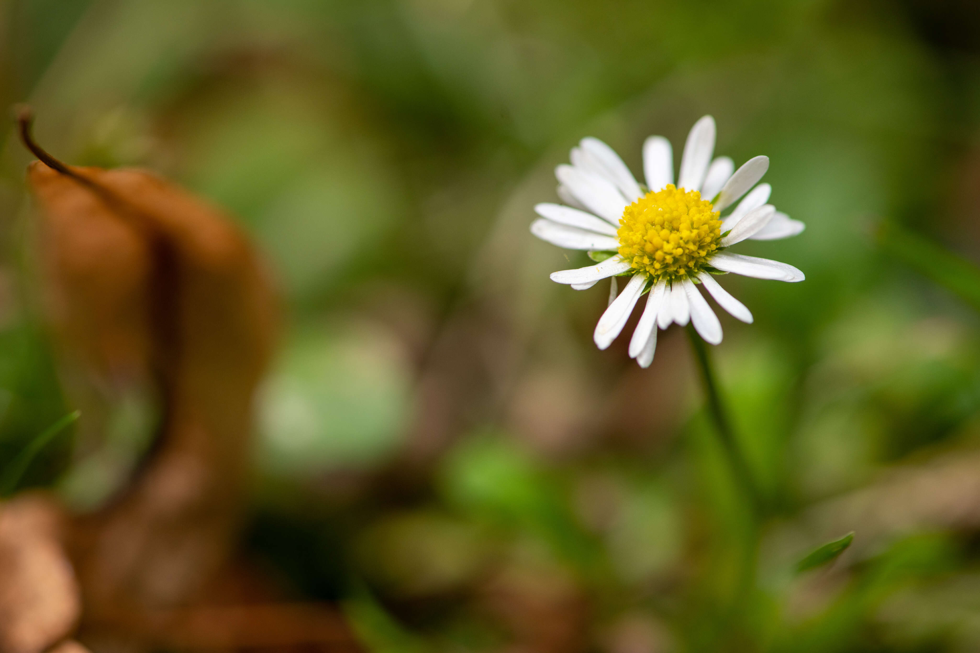 Daisy