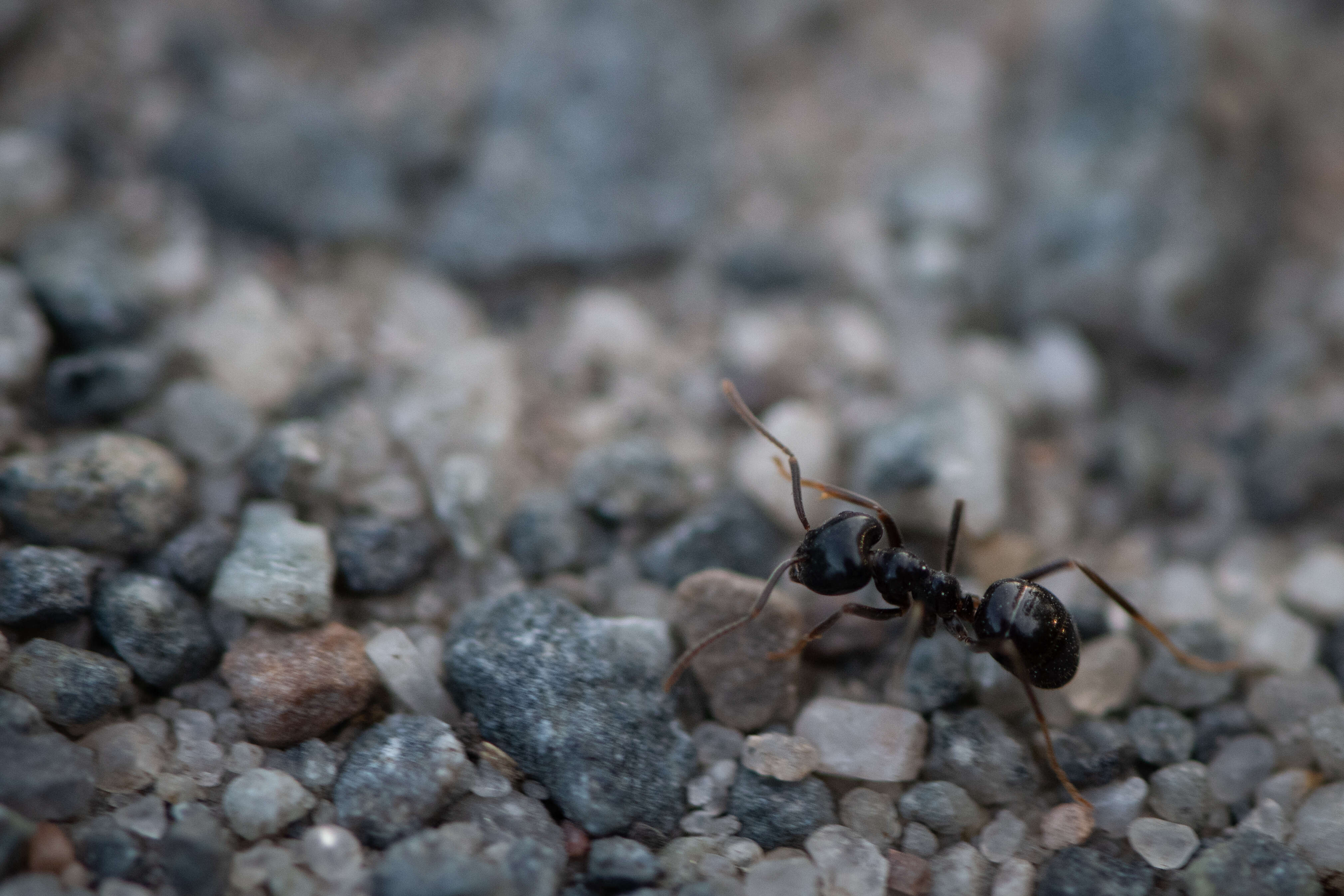 Ant of the Road