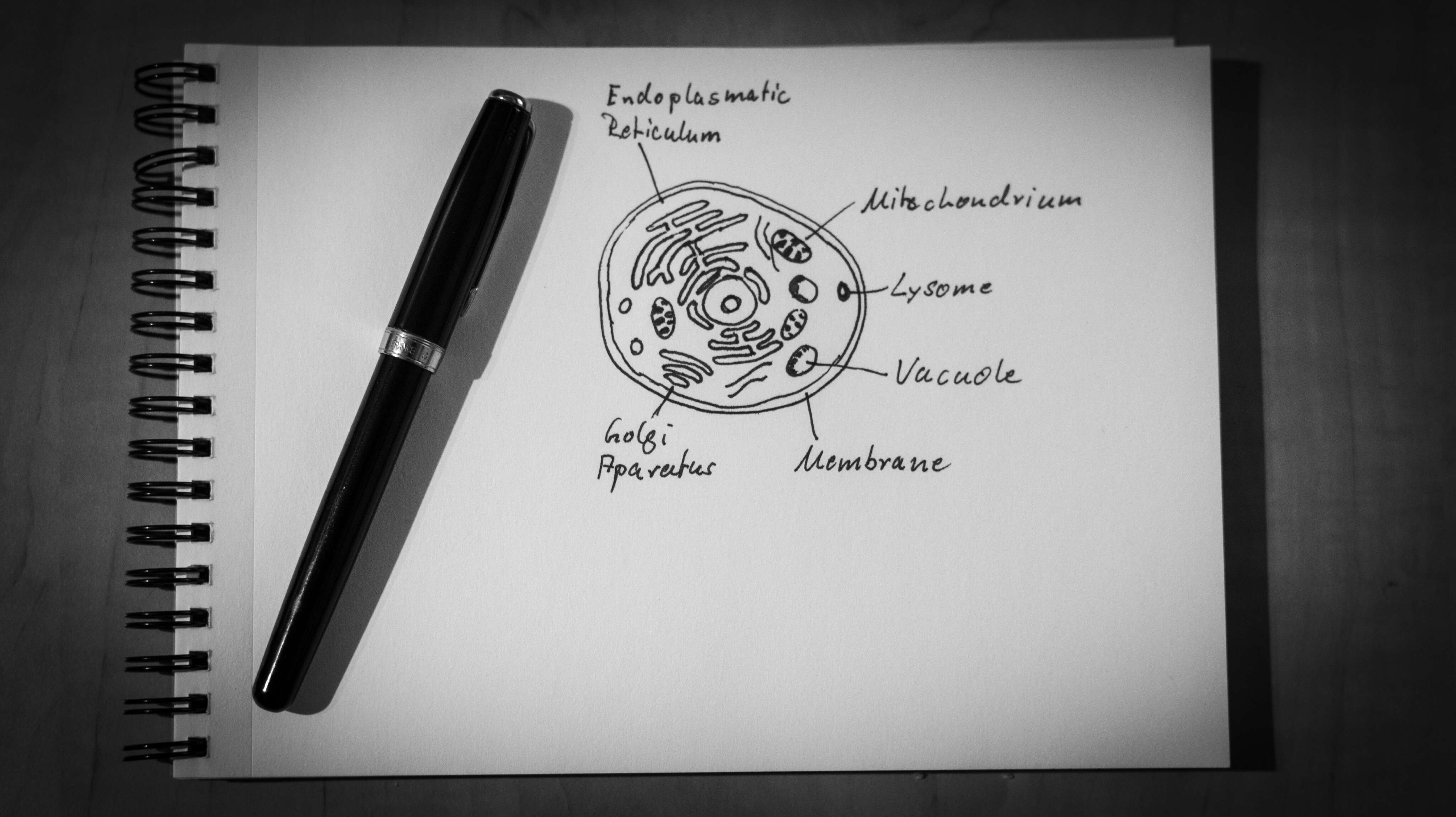 Endoplasmatic Reticulum