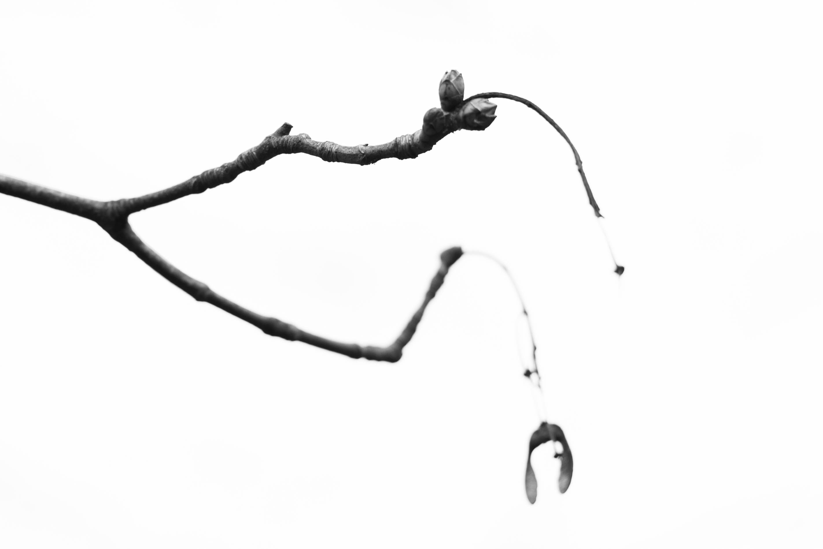 Branch