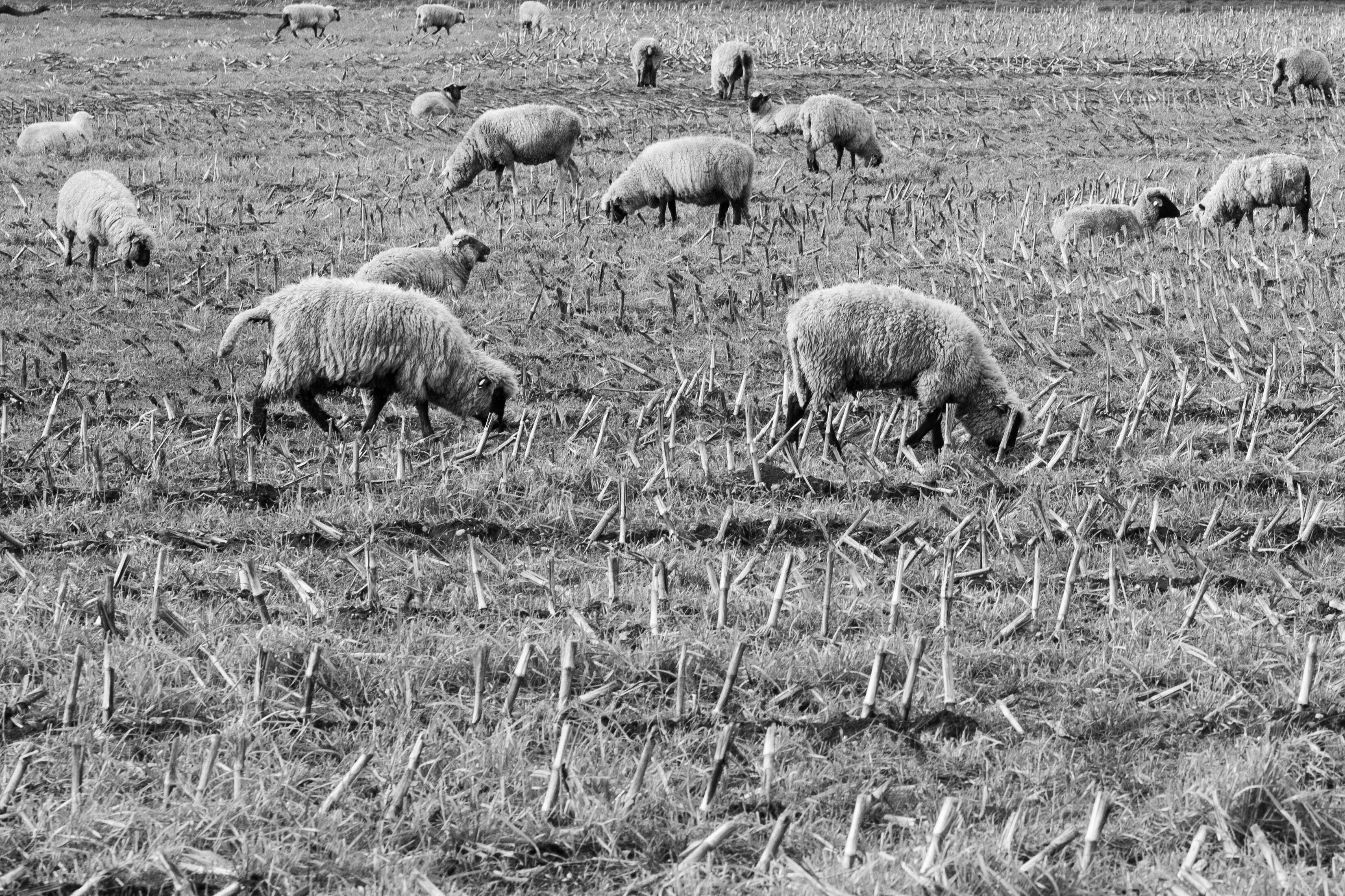 Herds