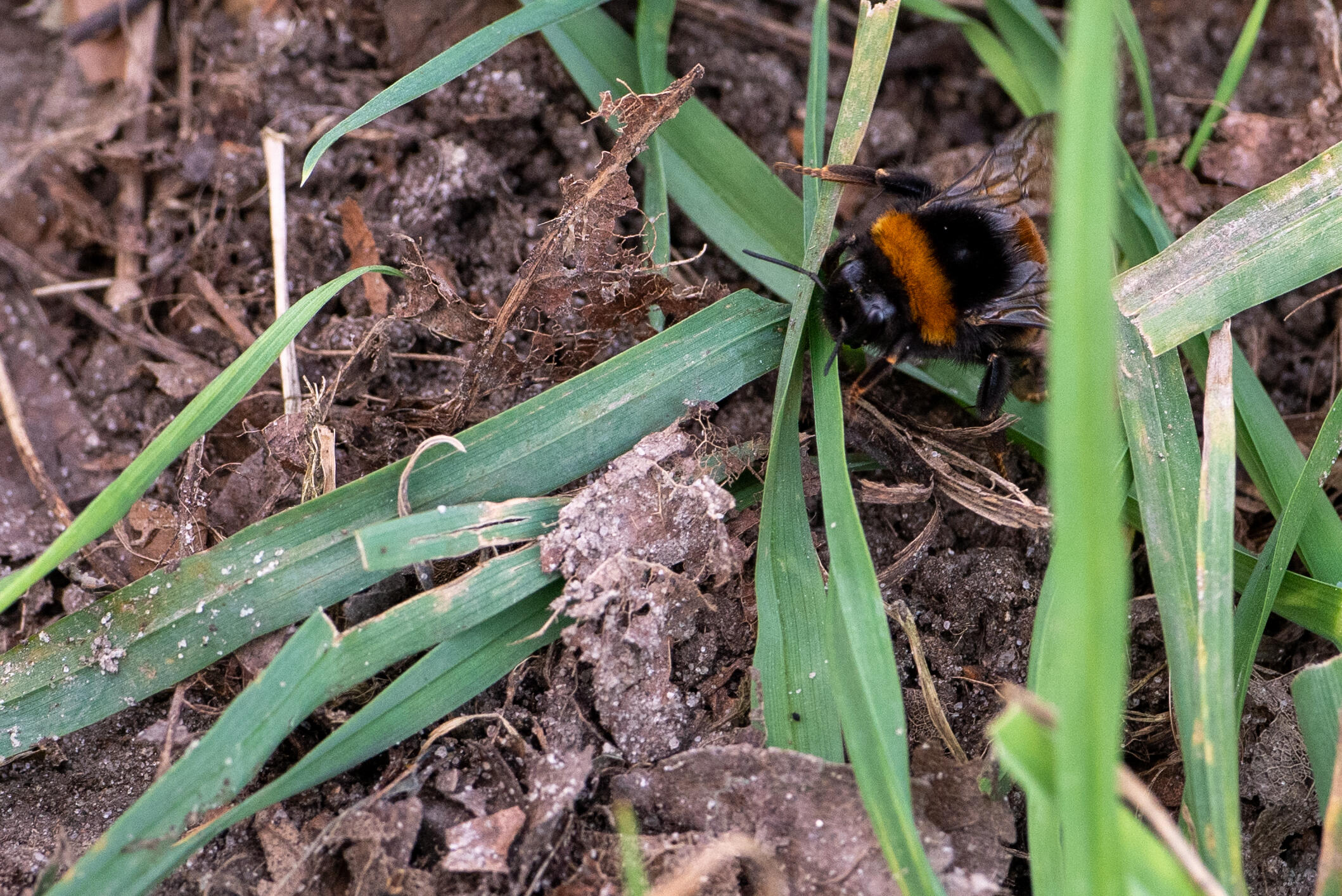 Bumble