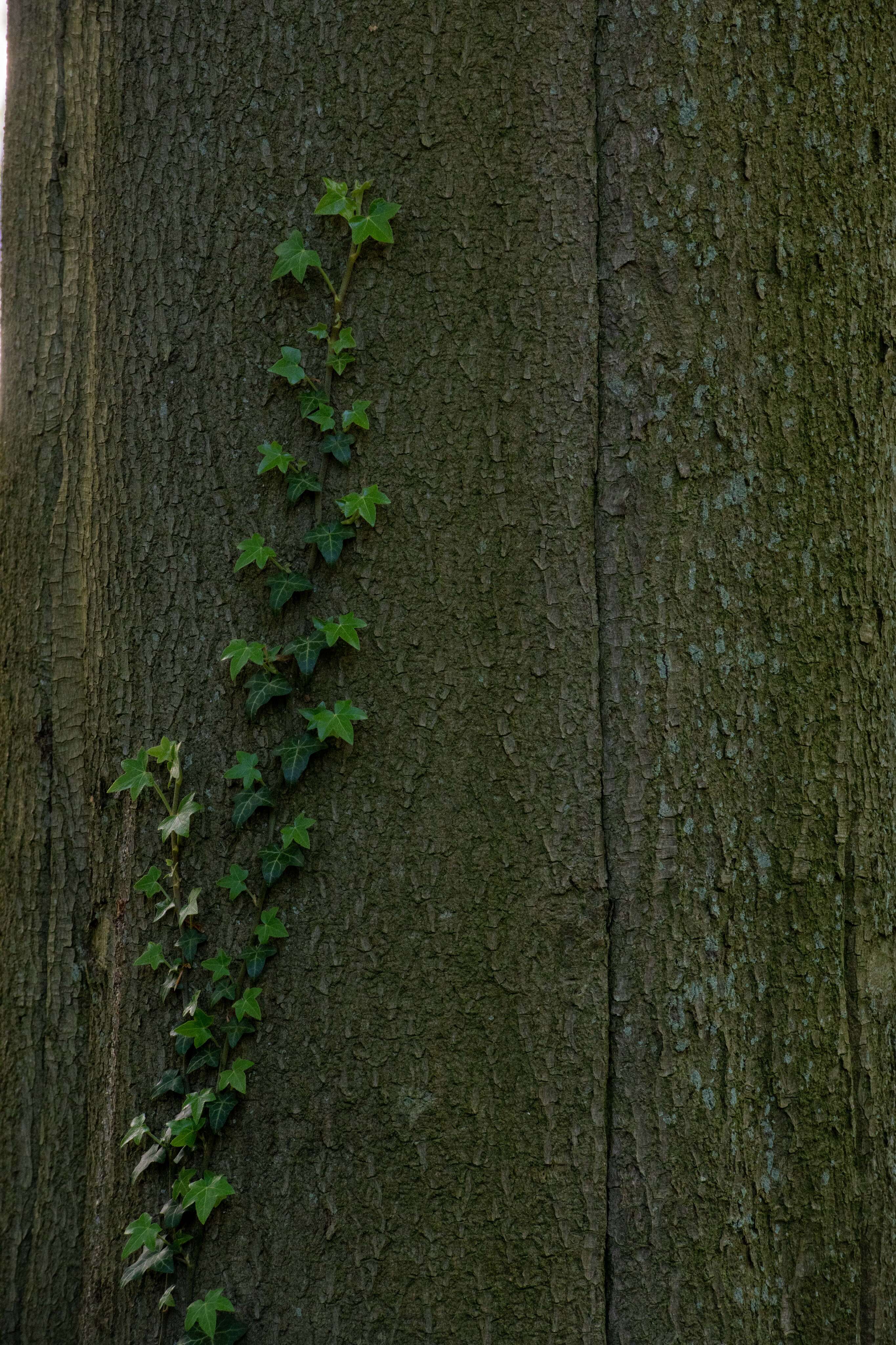Vines