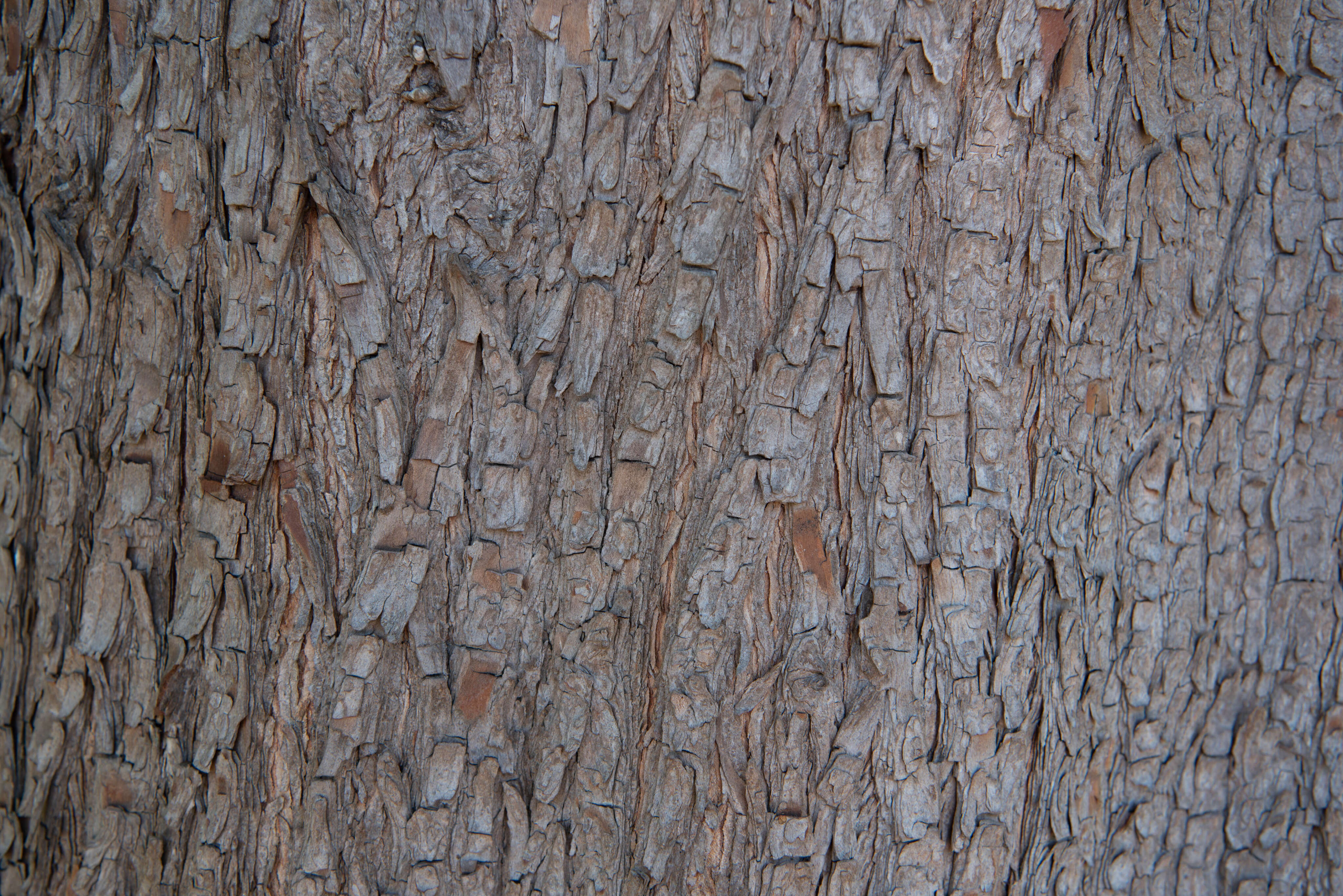 Bark