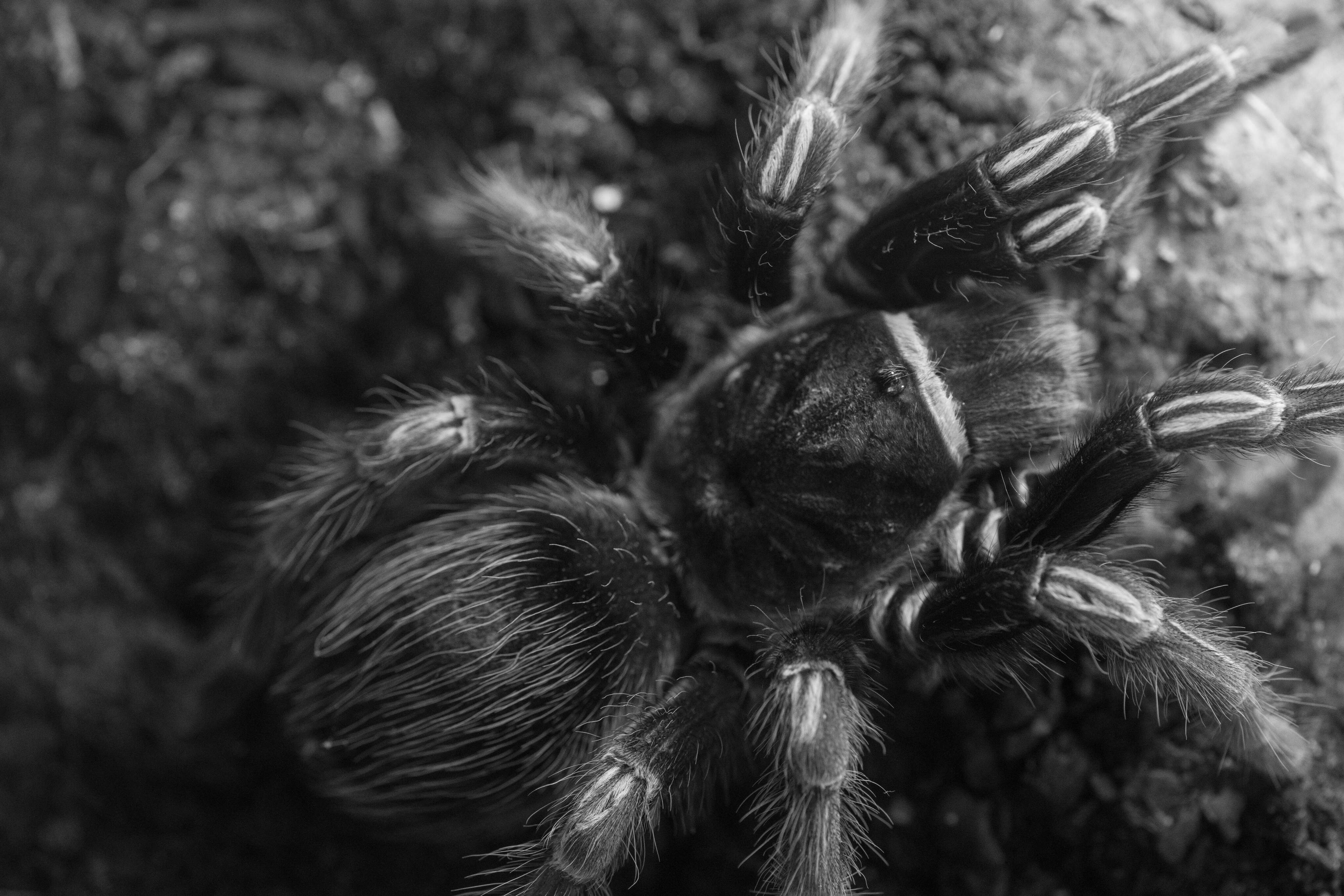 Arachne