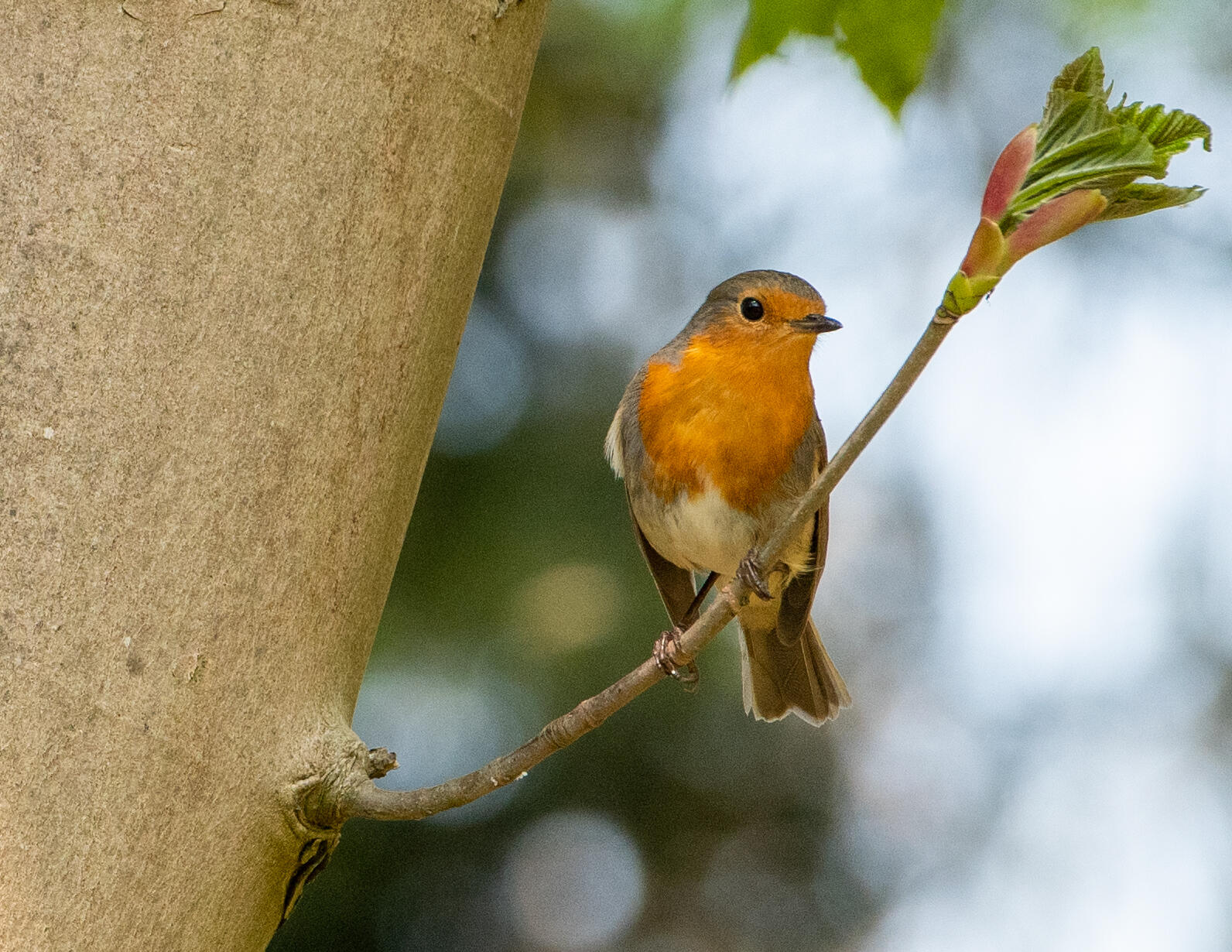 Robin