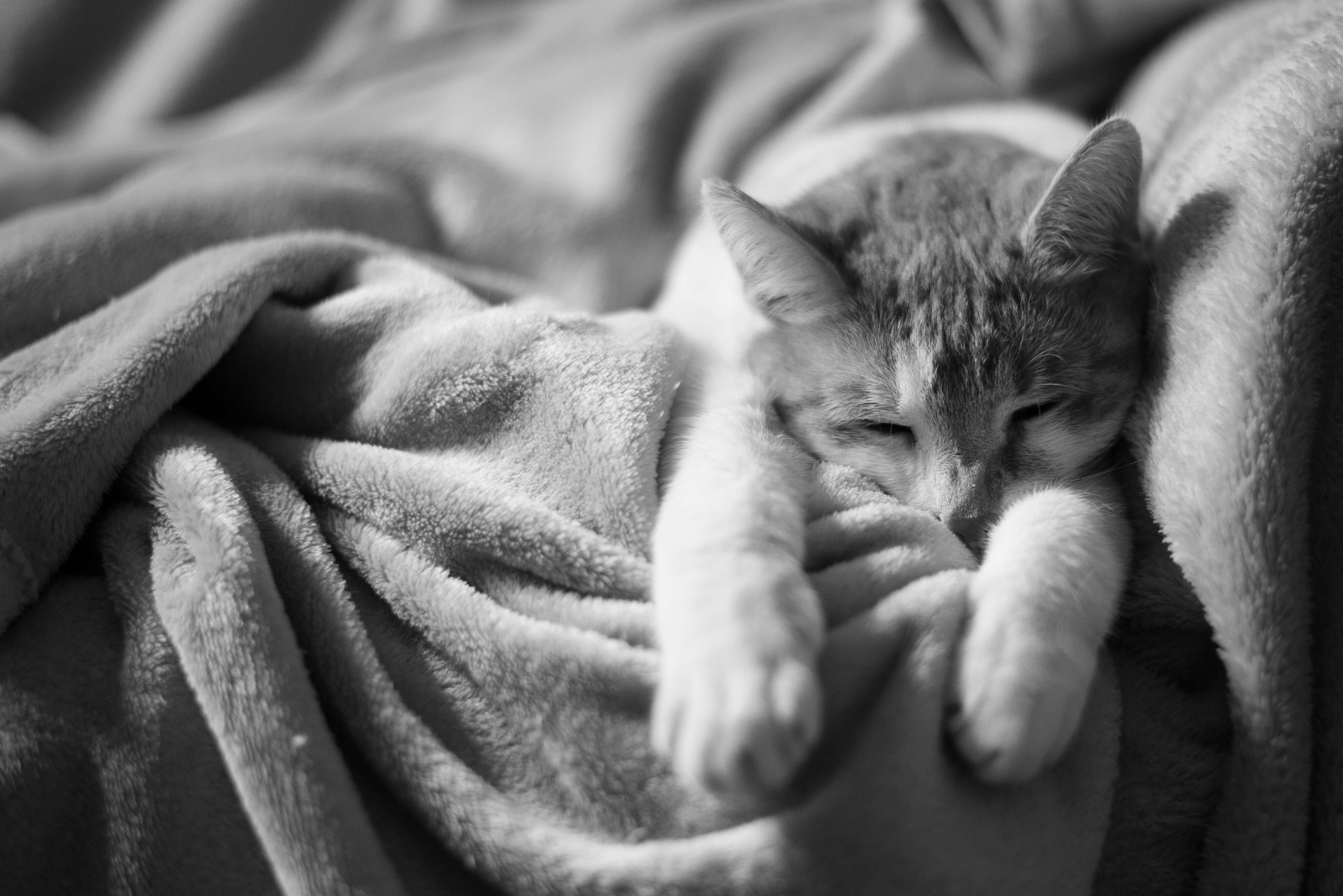 Schimmelnde Katz'