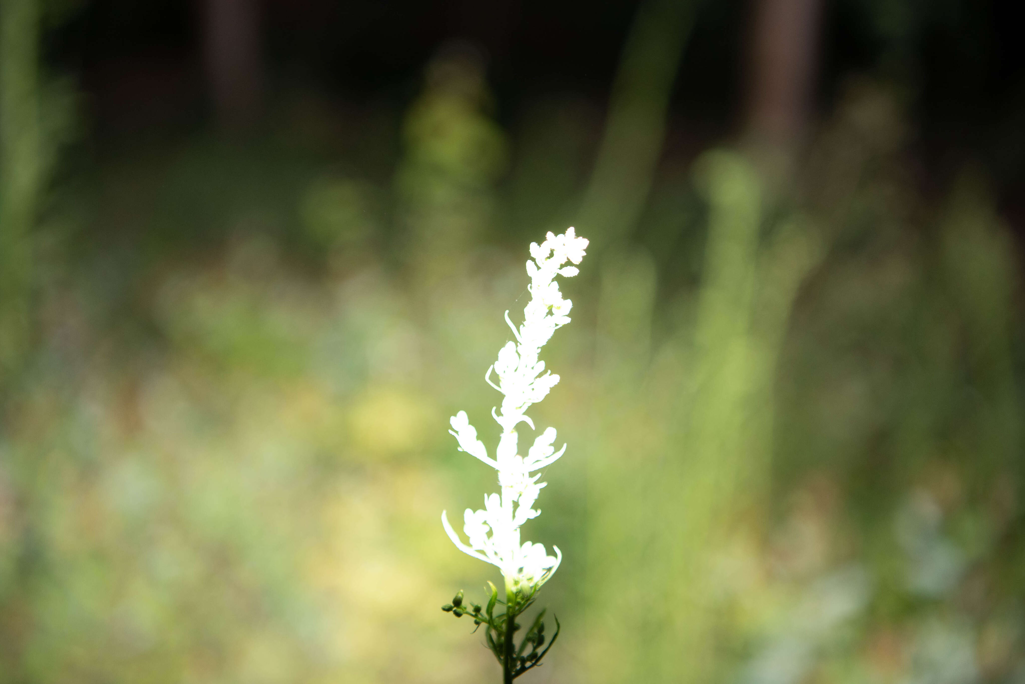 Seed