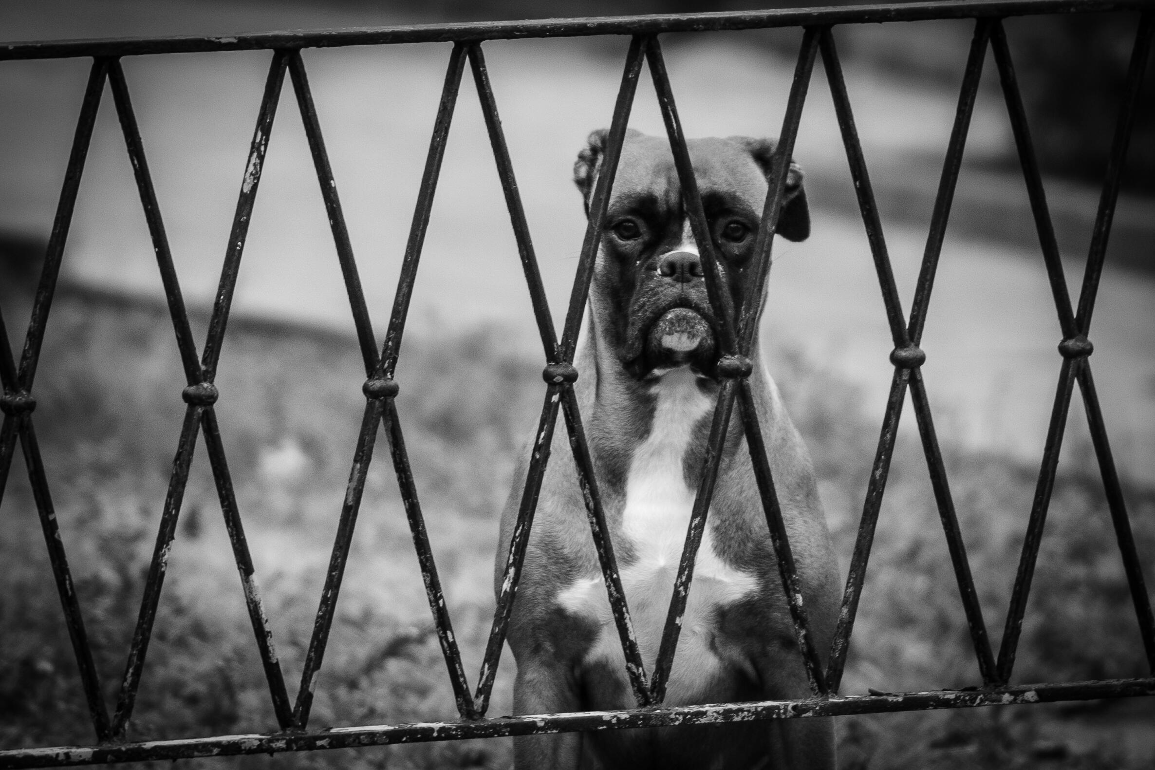 The rhombic dog