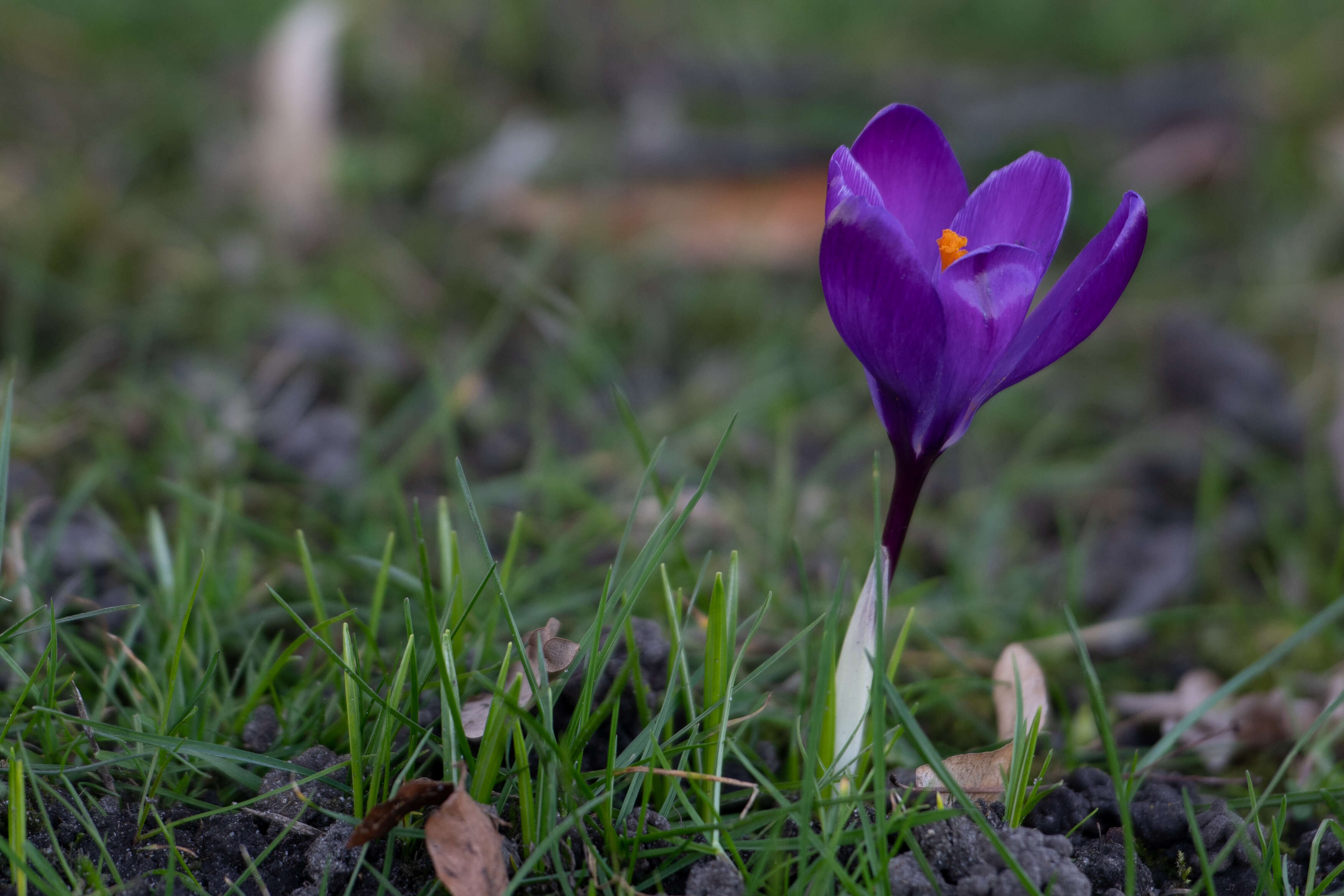 Spring