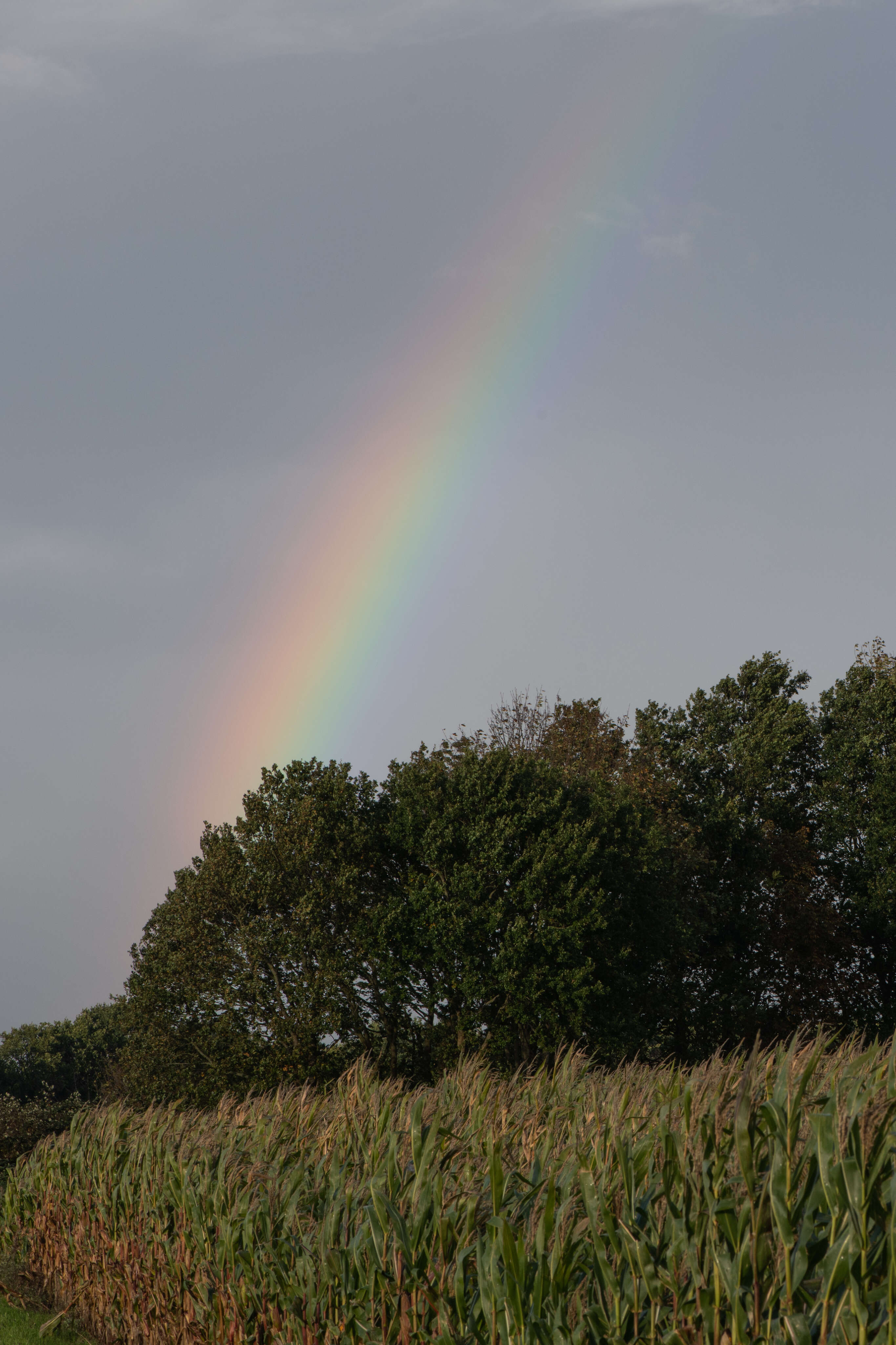 Rainblow
