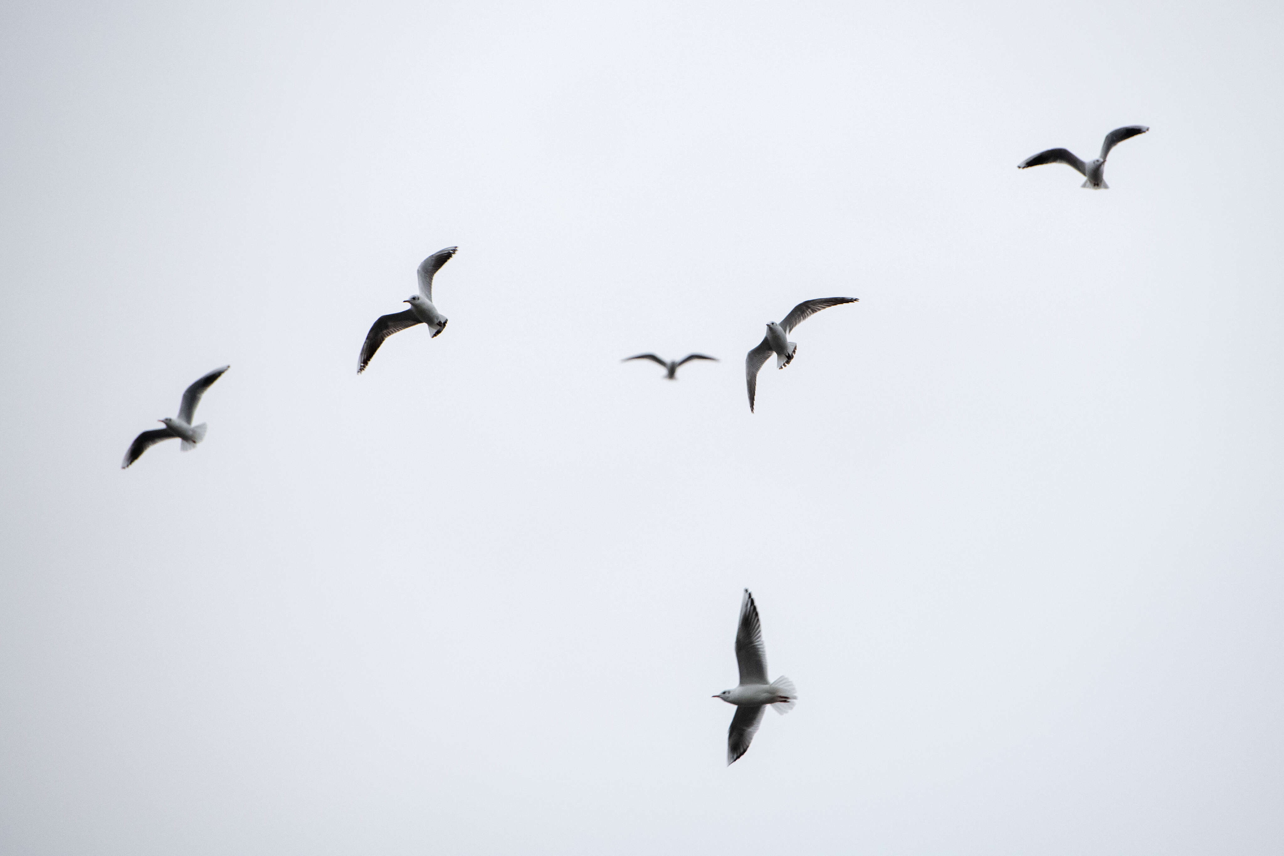 Flightschool