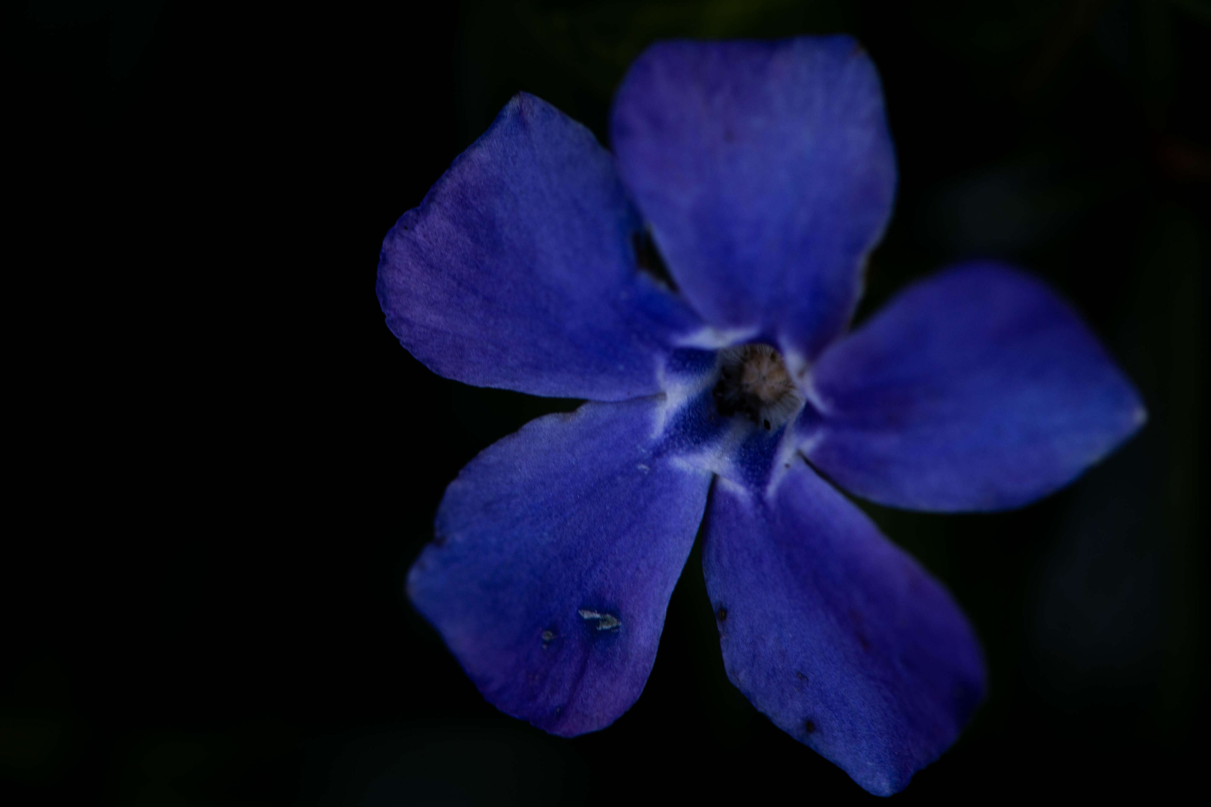 Nature's Eye