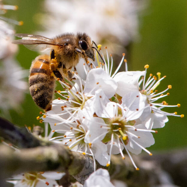 une abeille