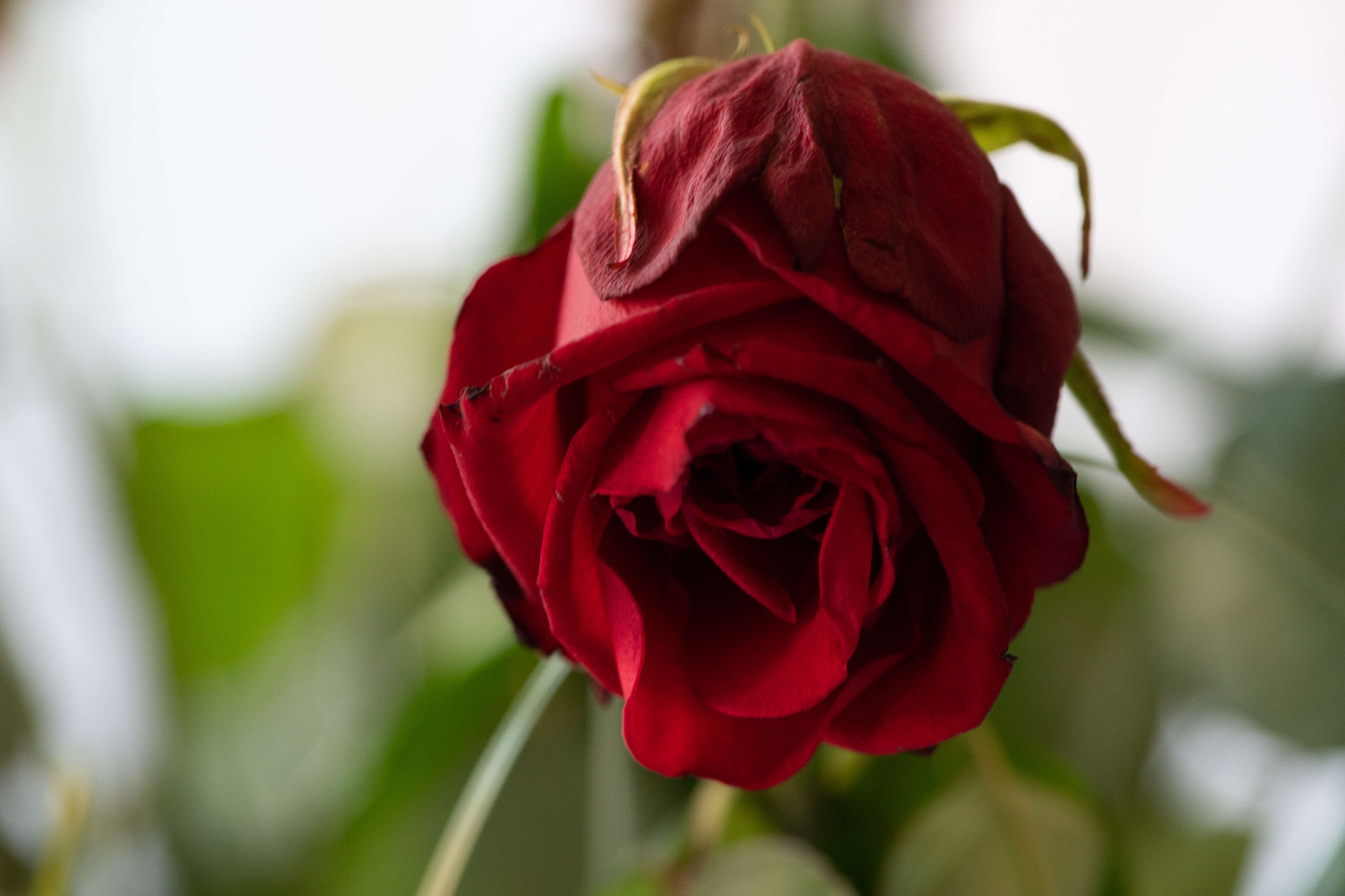 A rose is a rose is rotten