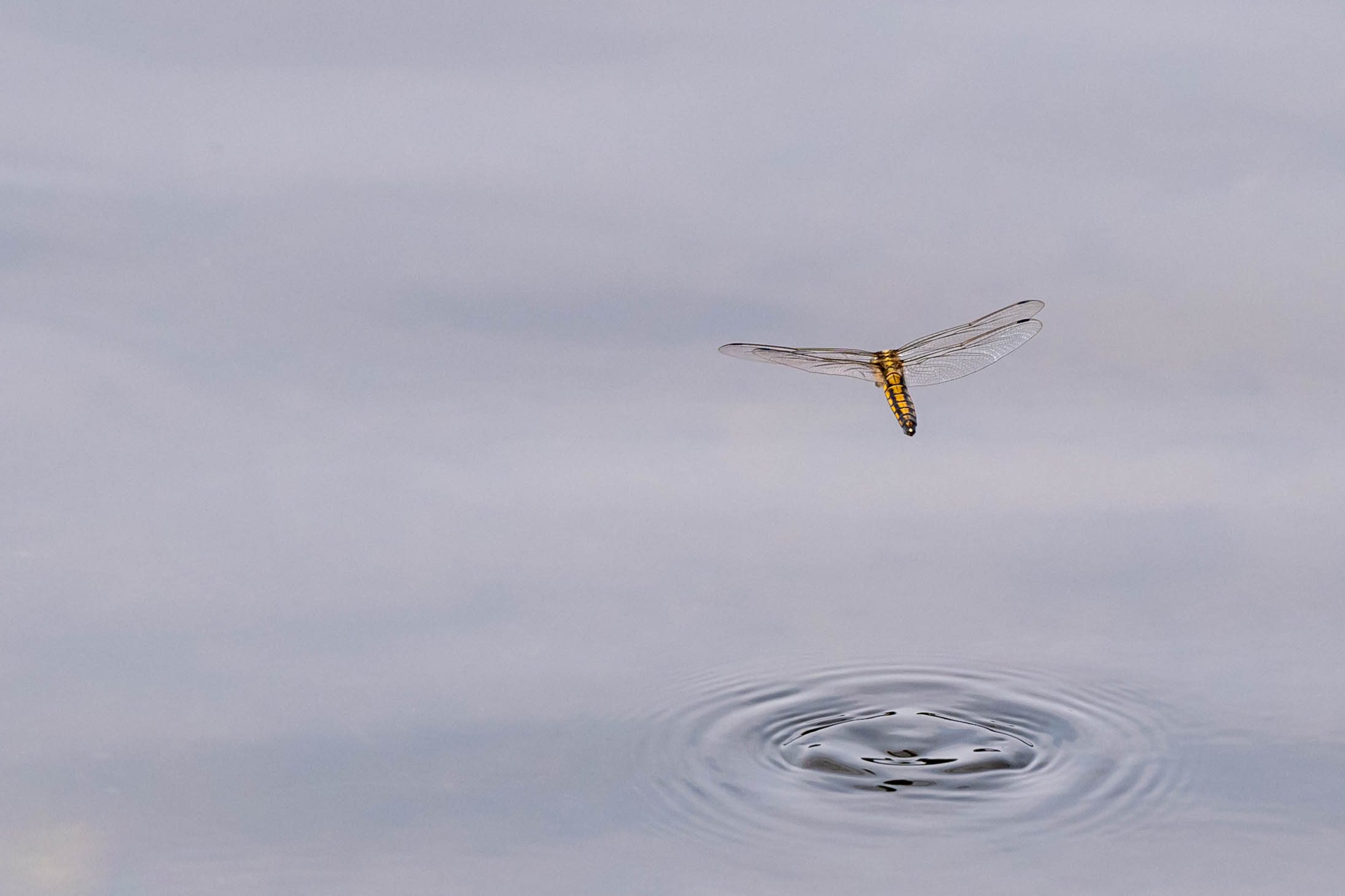 Dragon, Fly!